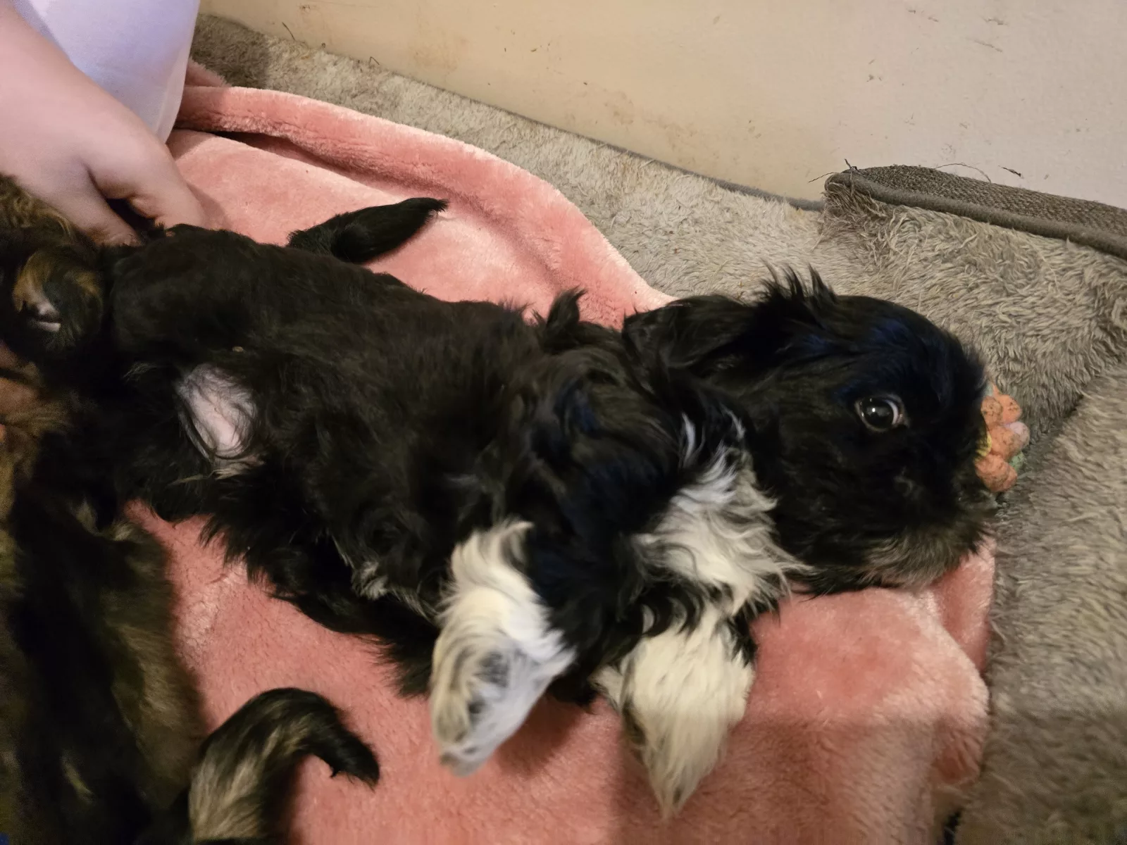 Shih Tzu - Cranbourne