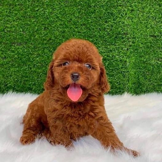 Toy poodle puppies for sale