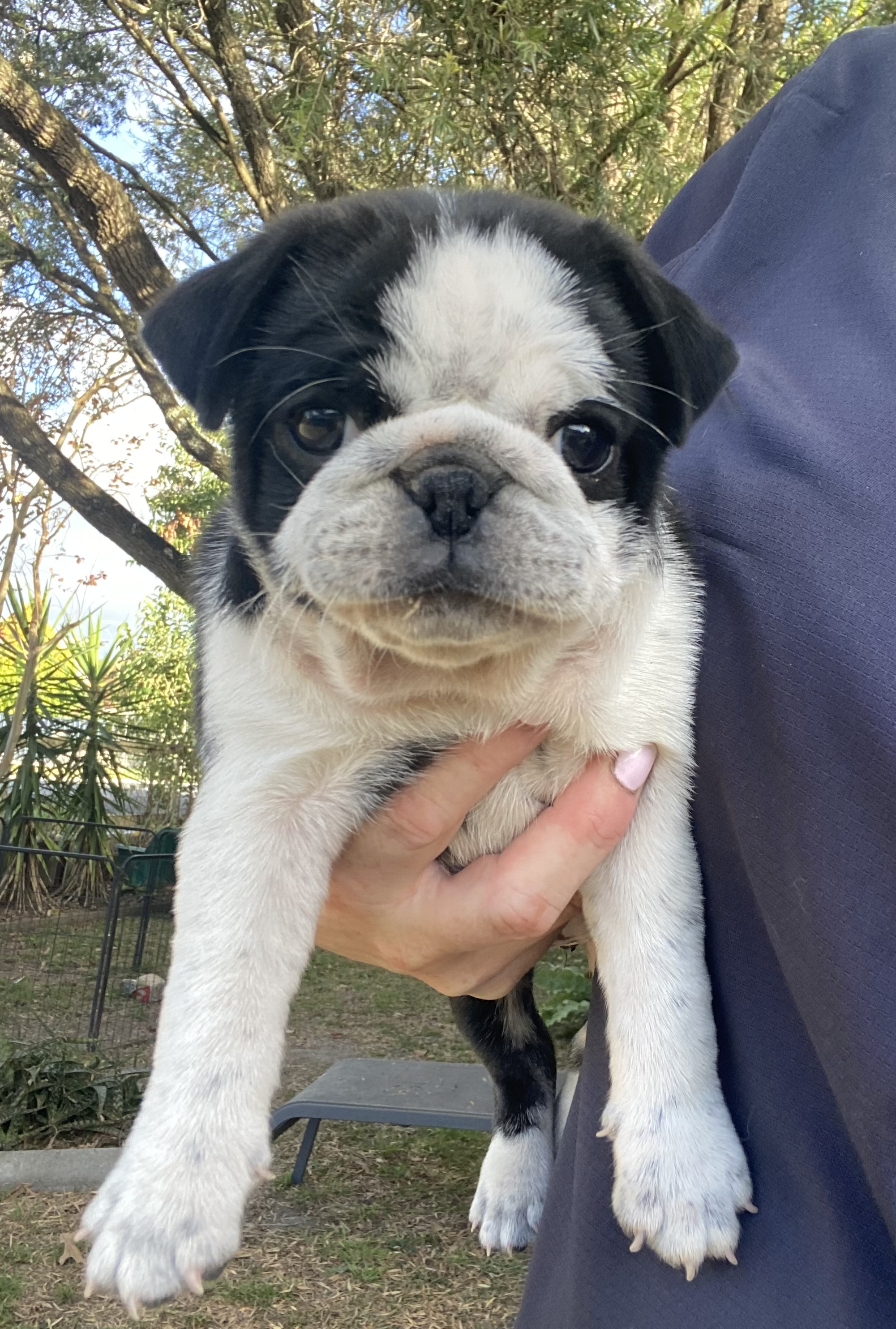 Pug – Gloucester