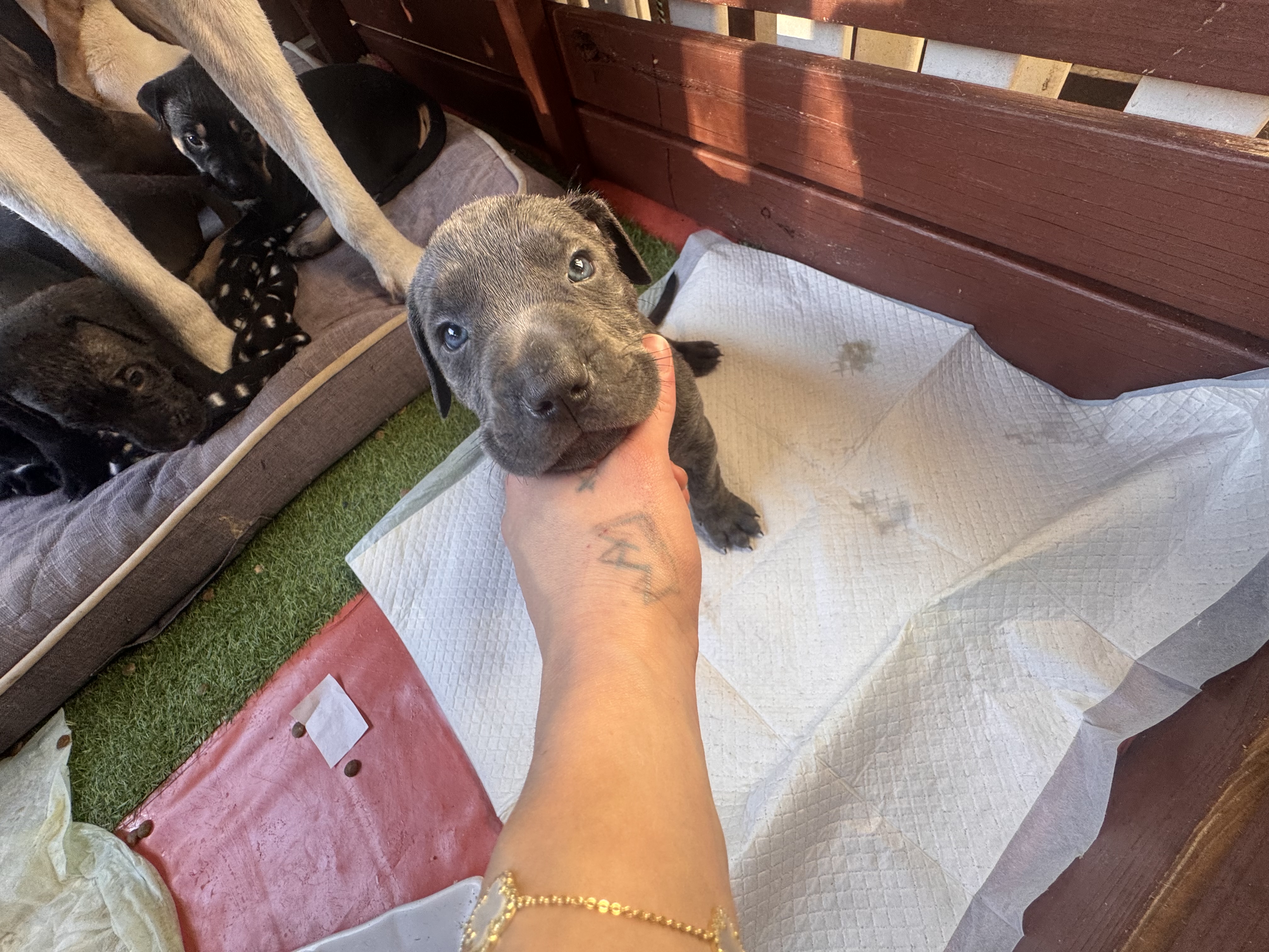 Cane Corso – Thornlands