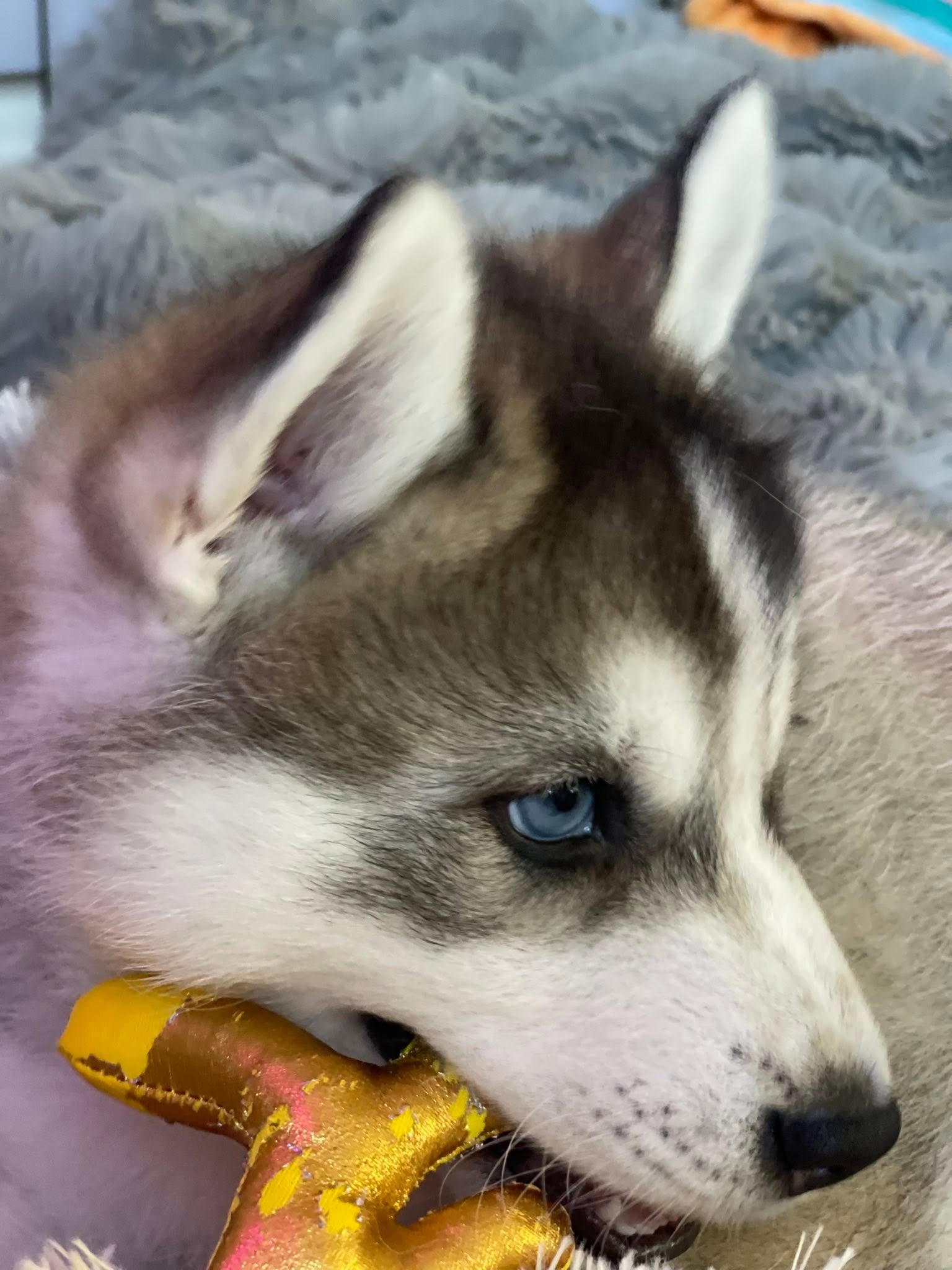 Husky – Arundel