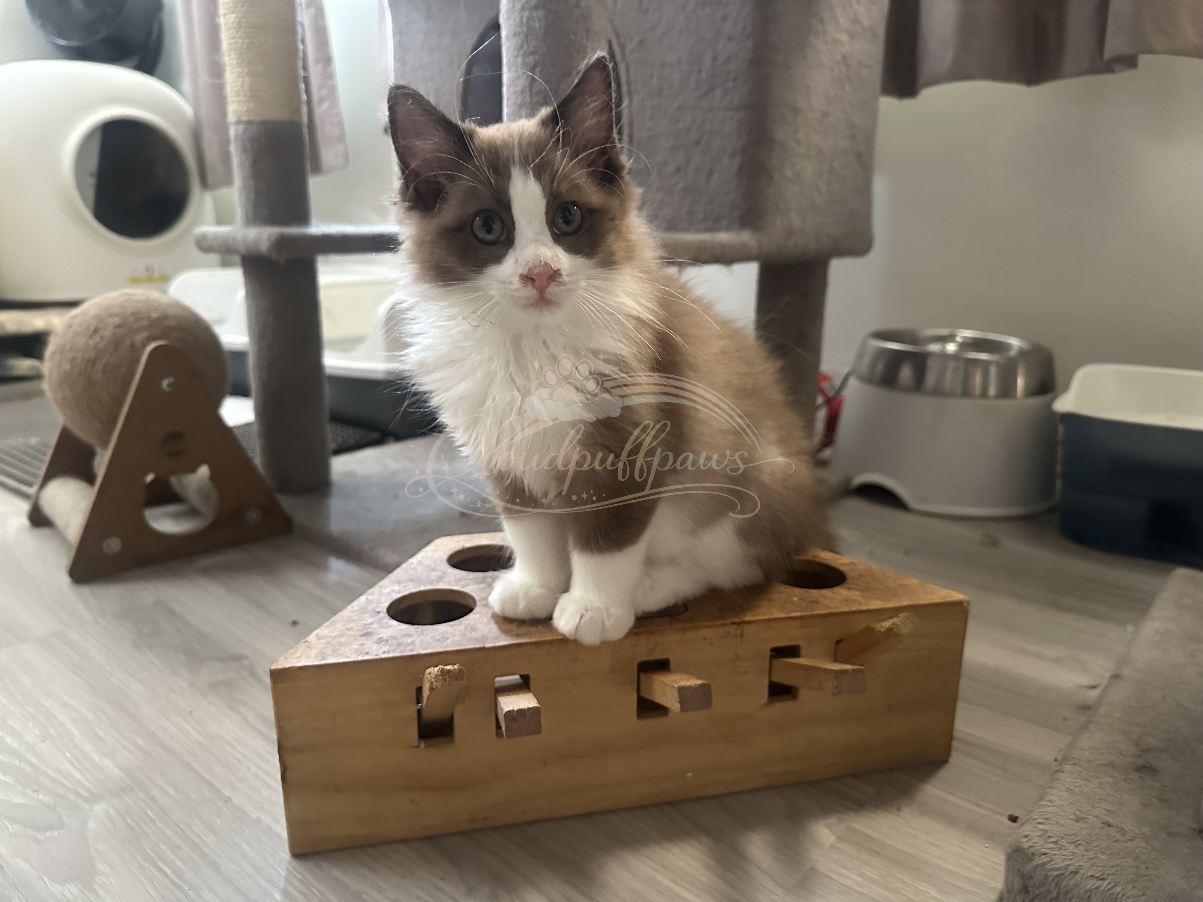 Ragdoll – Strathfield