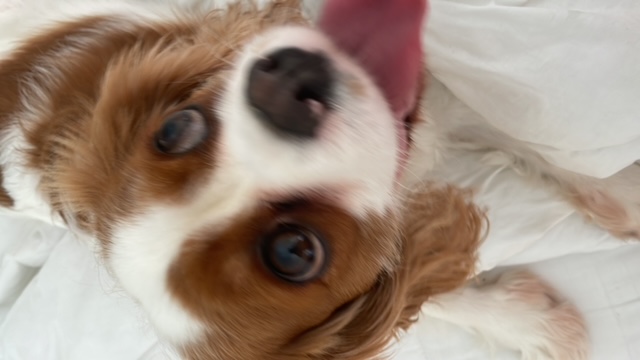 Cavalier King Charles Spaniel - South Coogee