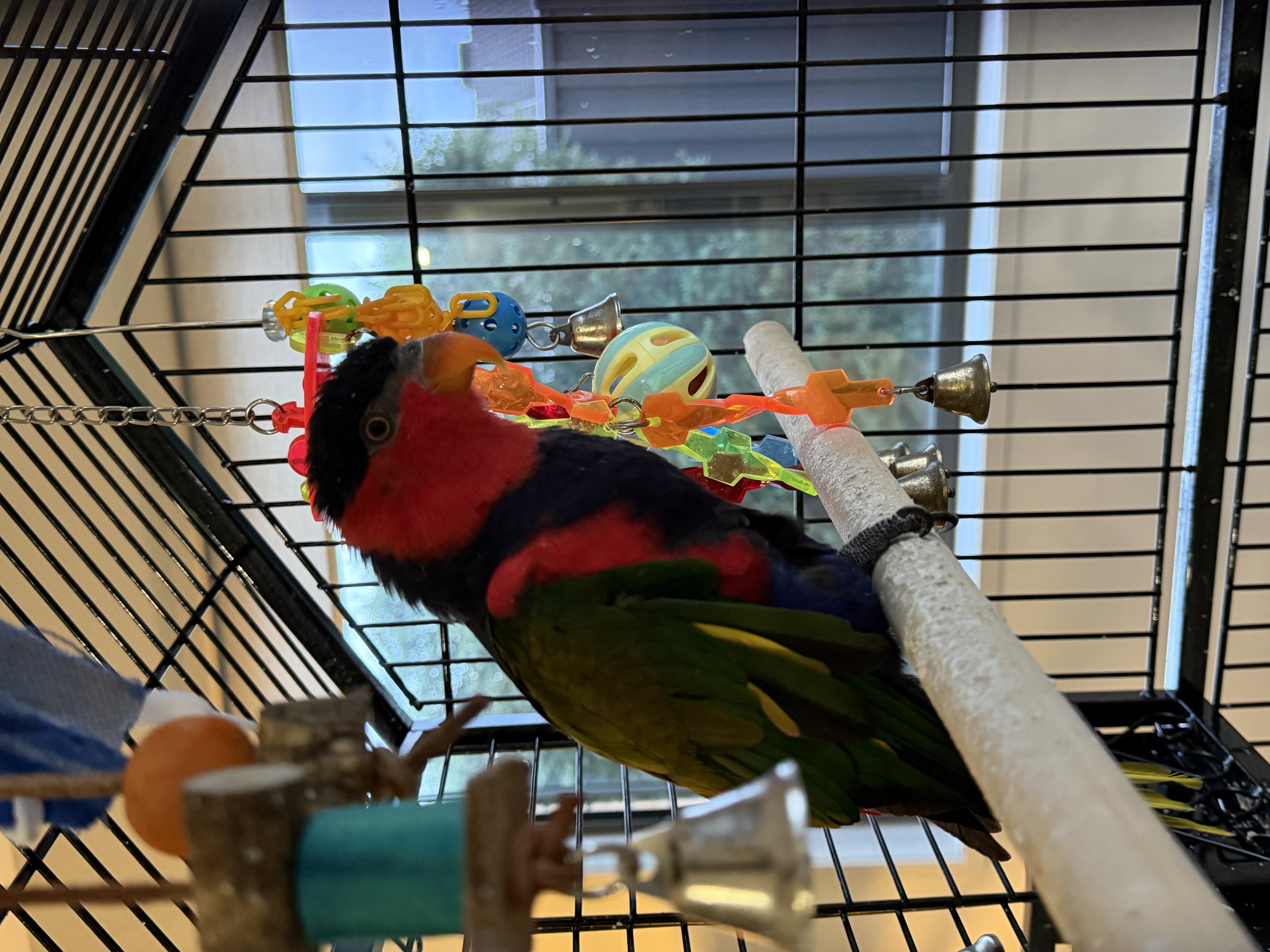 Lorikeet – Taylors Hill