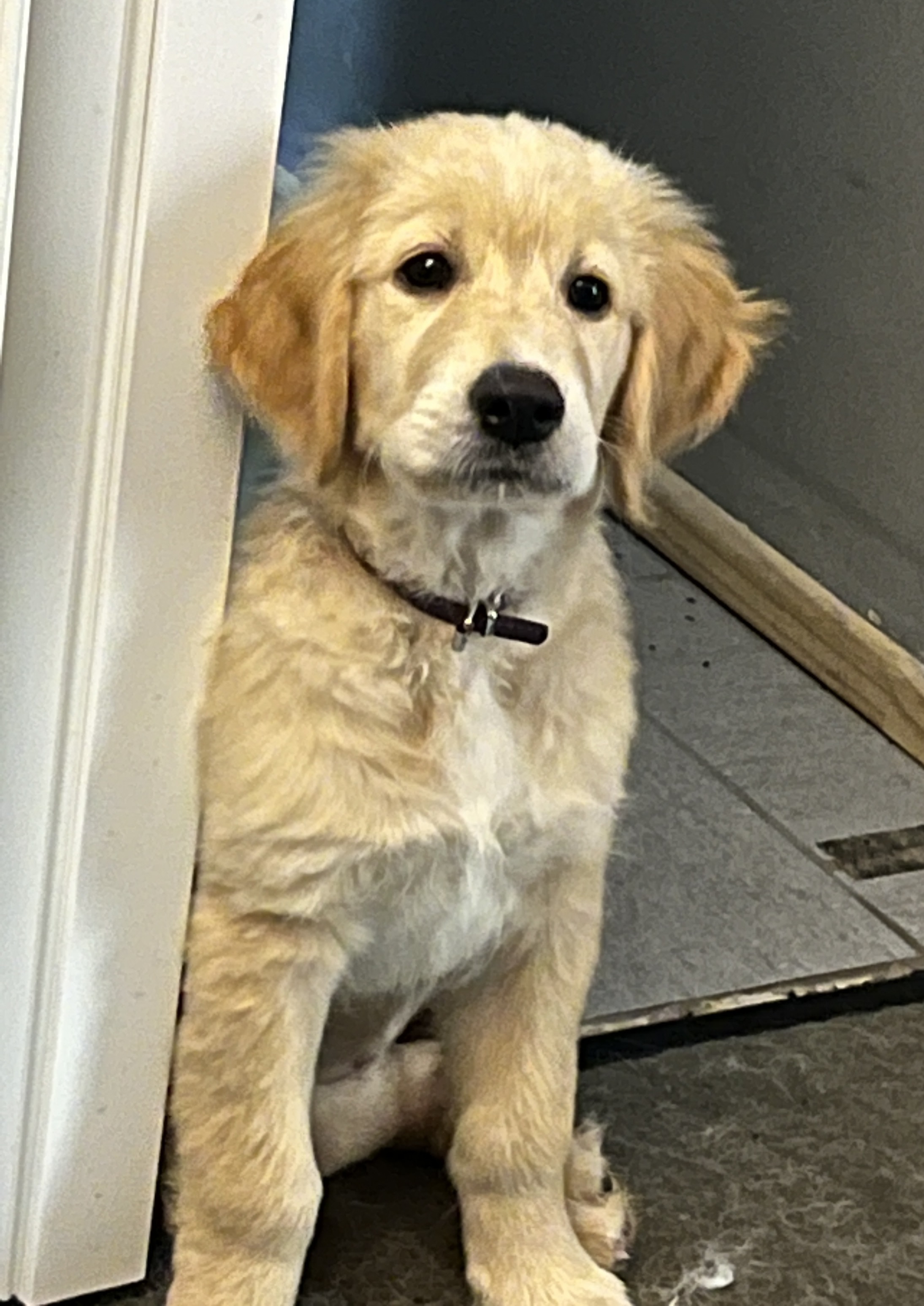 Golden Retrievers