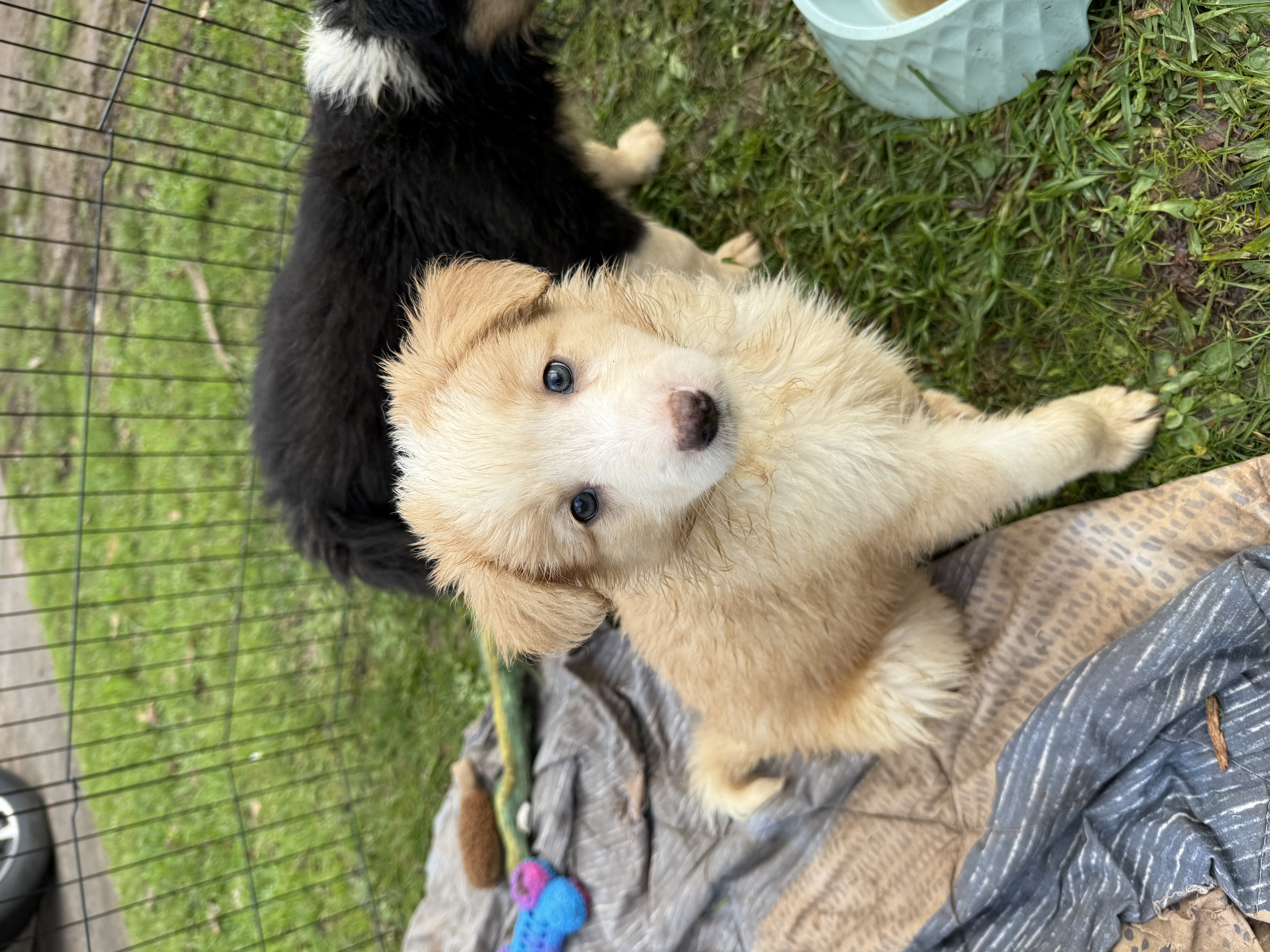 Border Collie – Leongatha