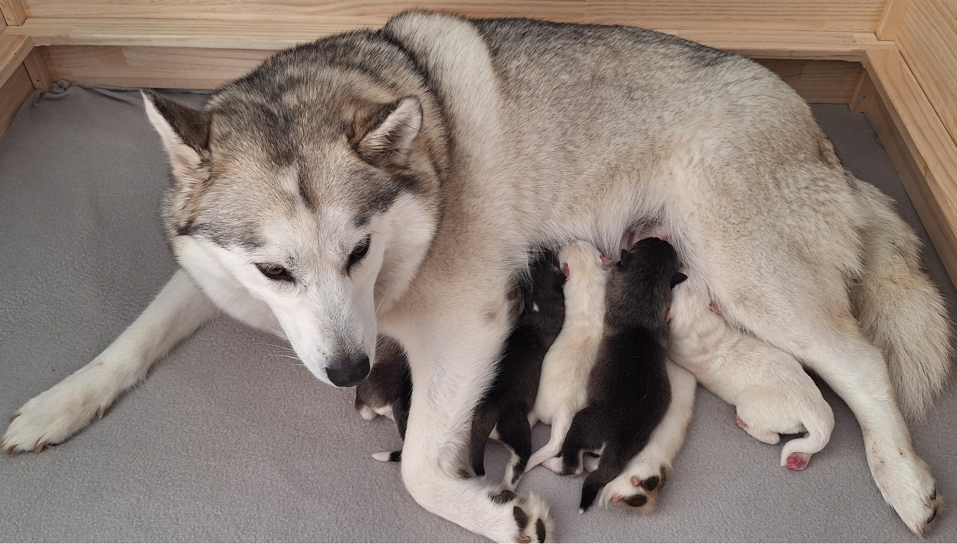 Husky – Ellalong