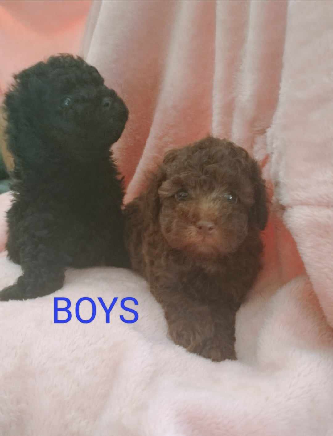 Toy Poodle Puppies - Gilston