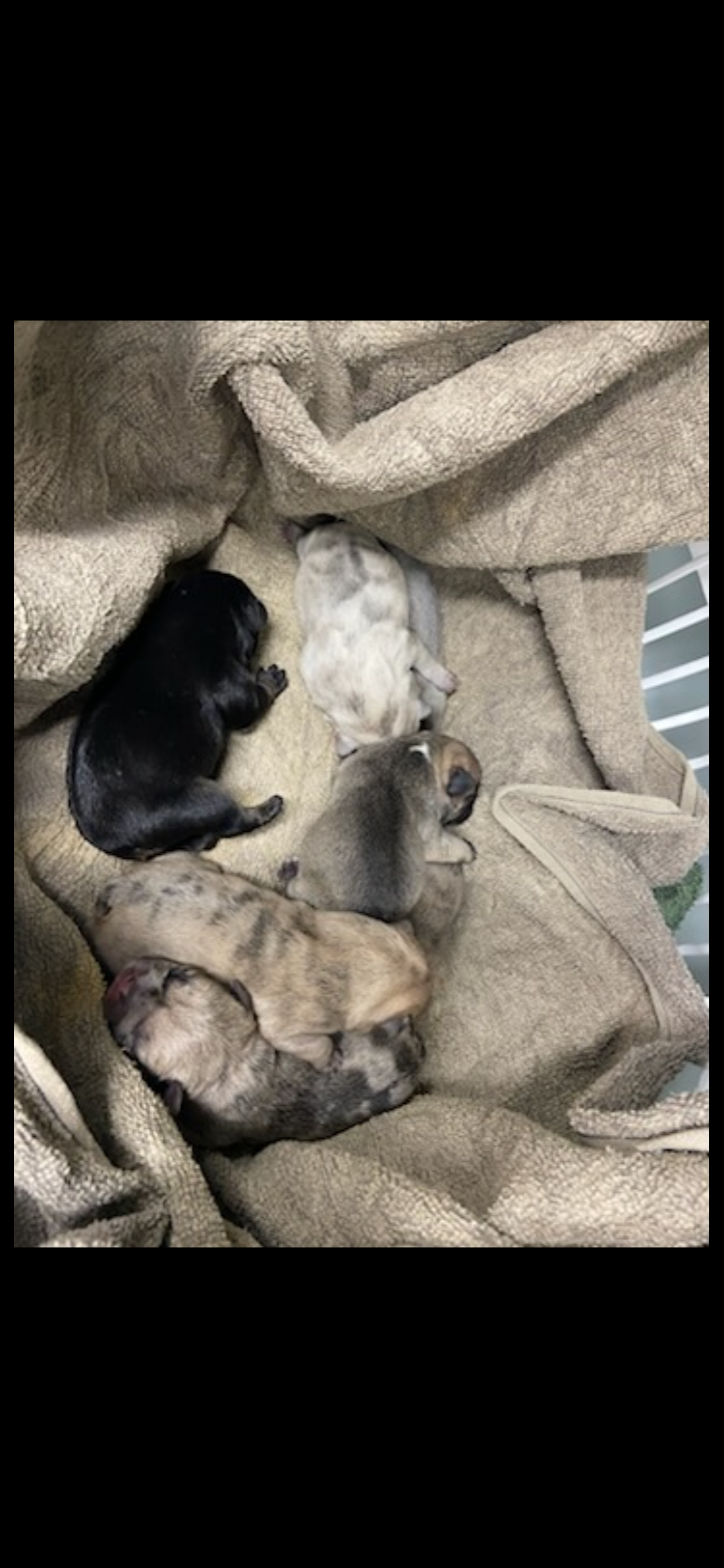 French Bulldog – Emerald