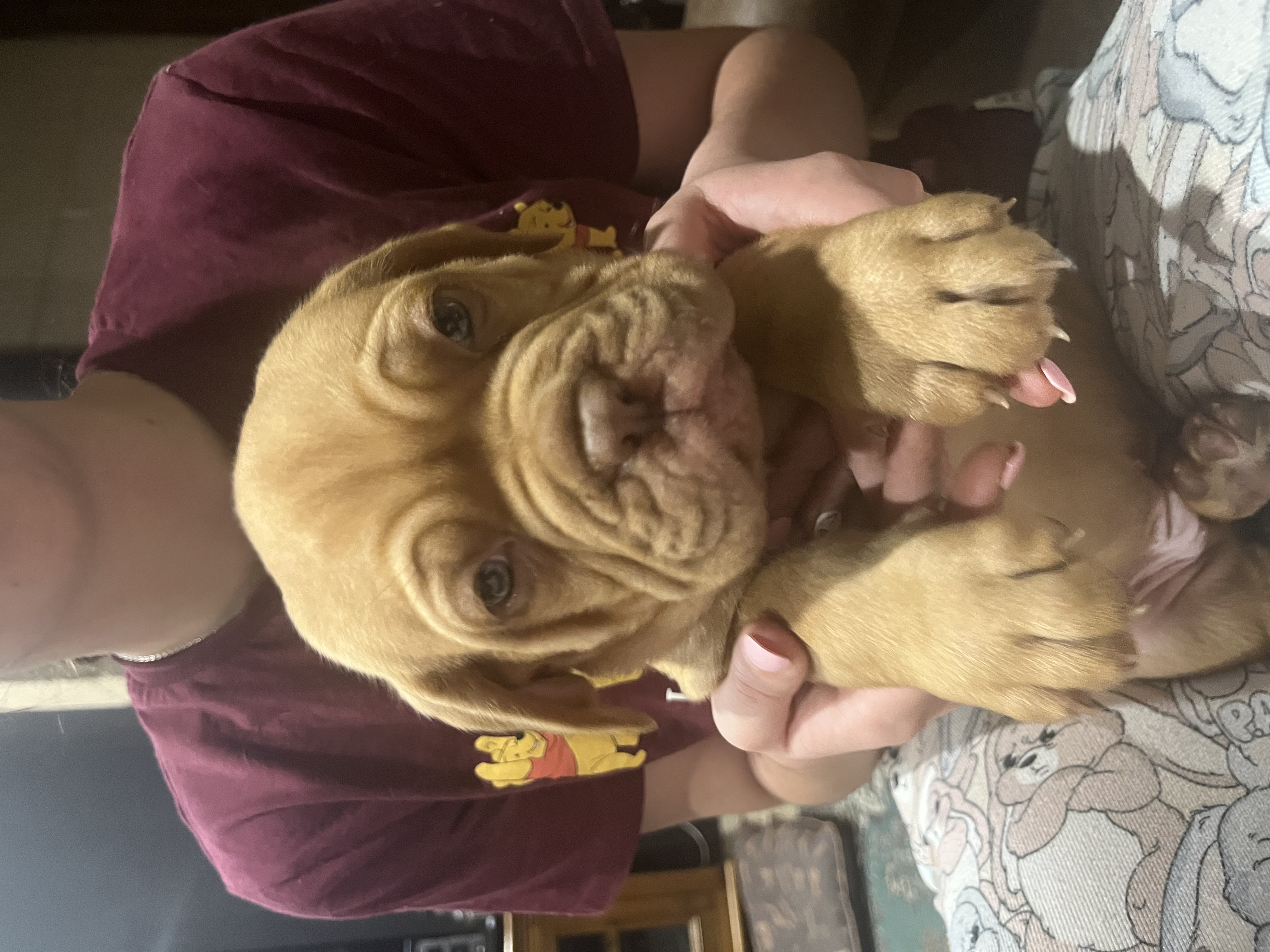 Dogue De Bordeaux – Caro