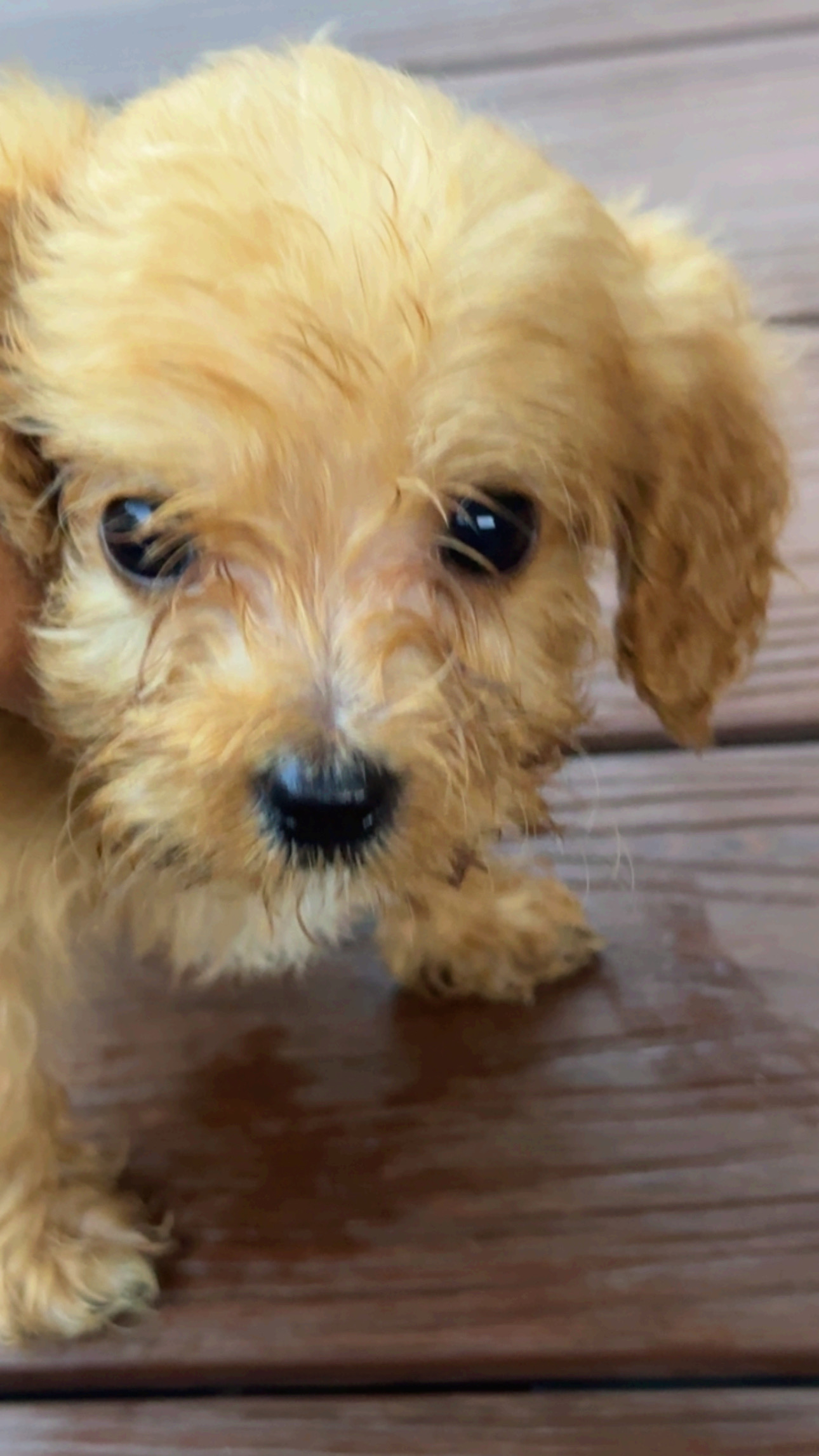 Cavoodle – Austral