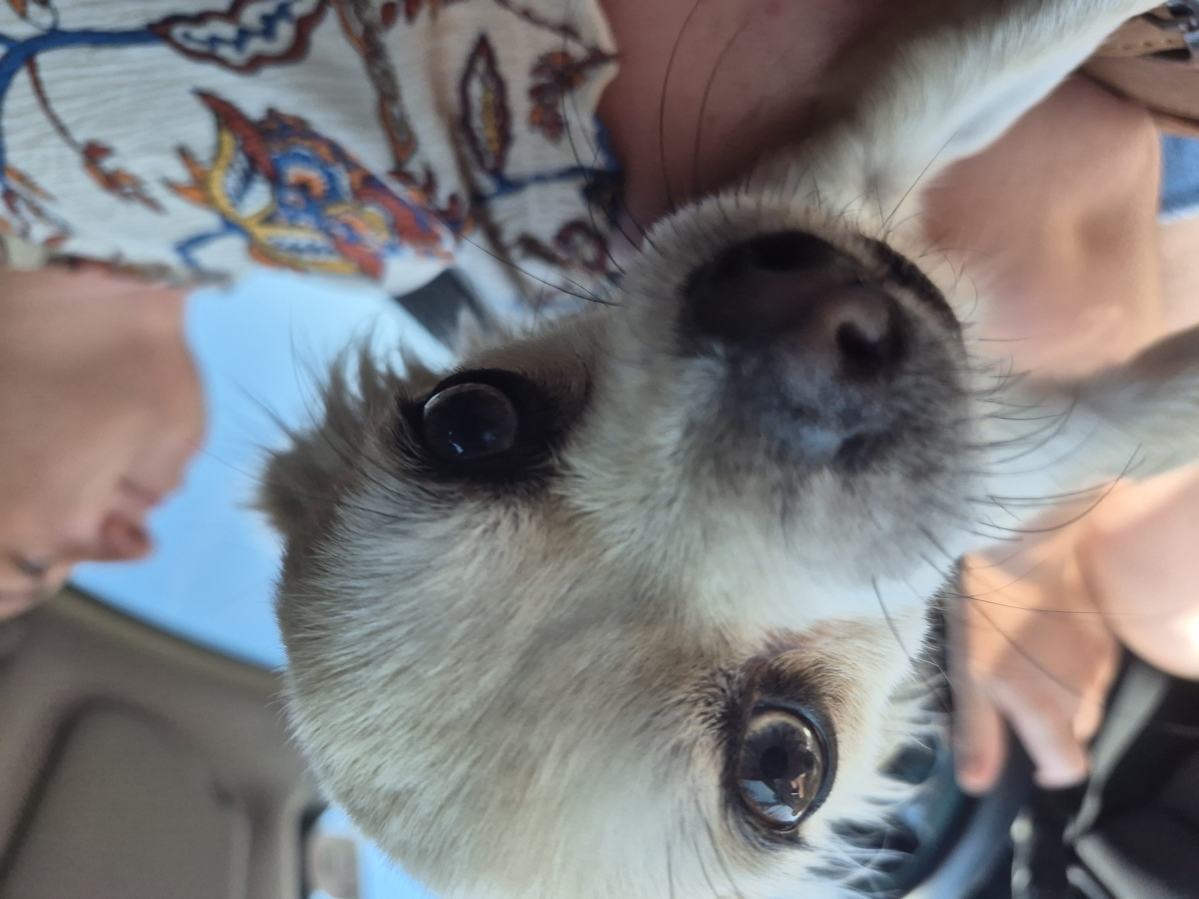 Chihuahua – Geraldton