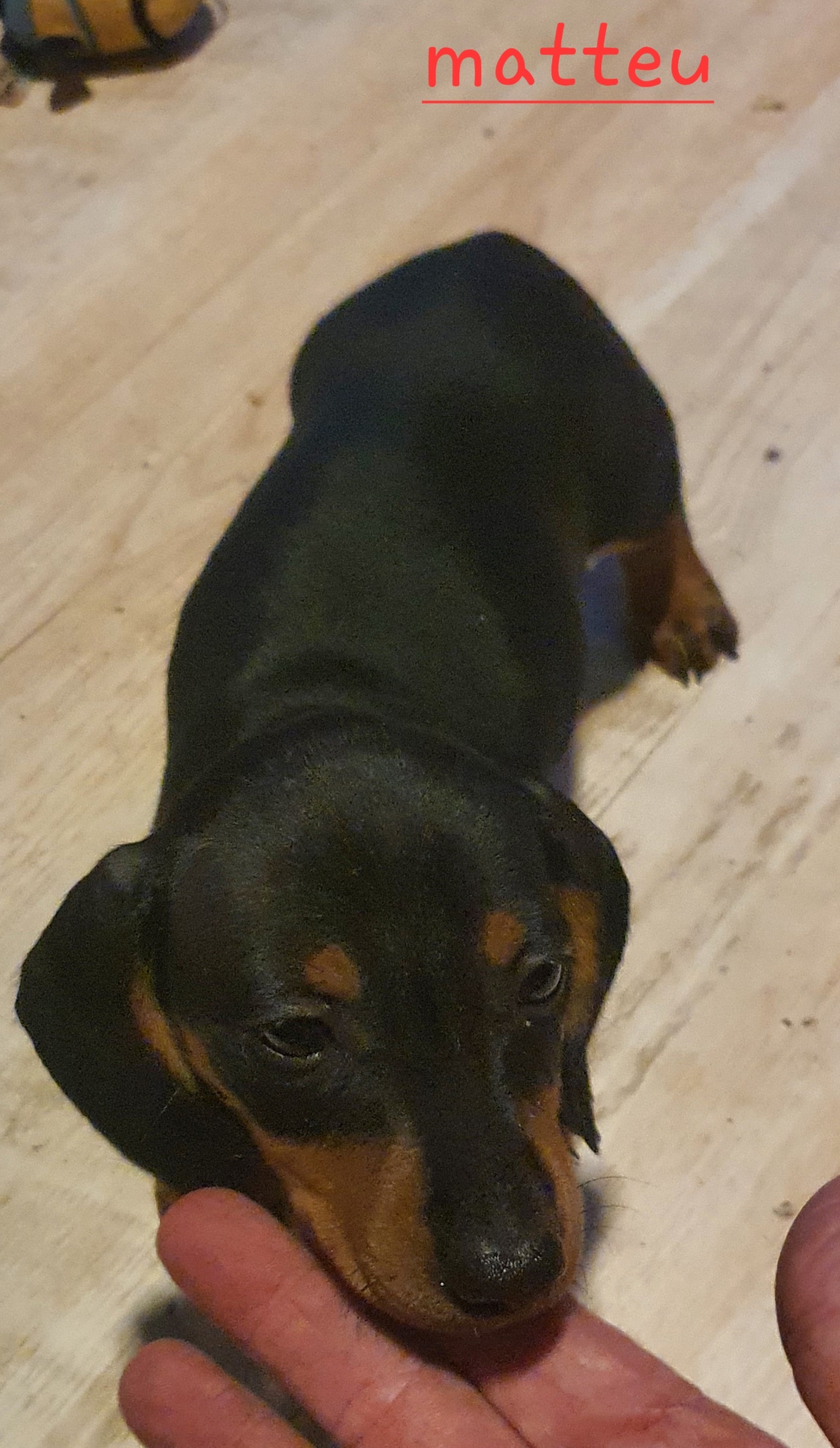 Dachshund – Mount Tarampa