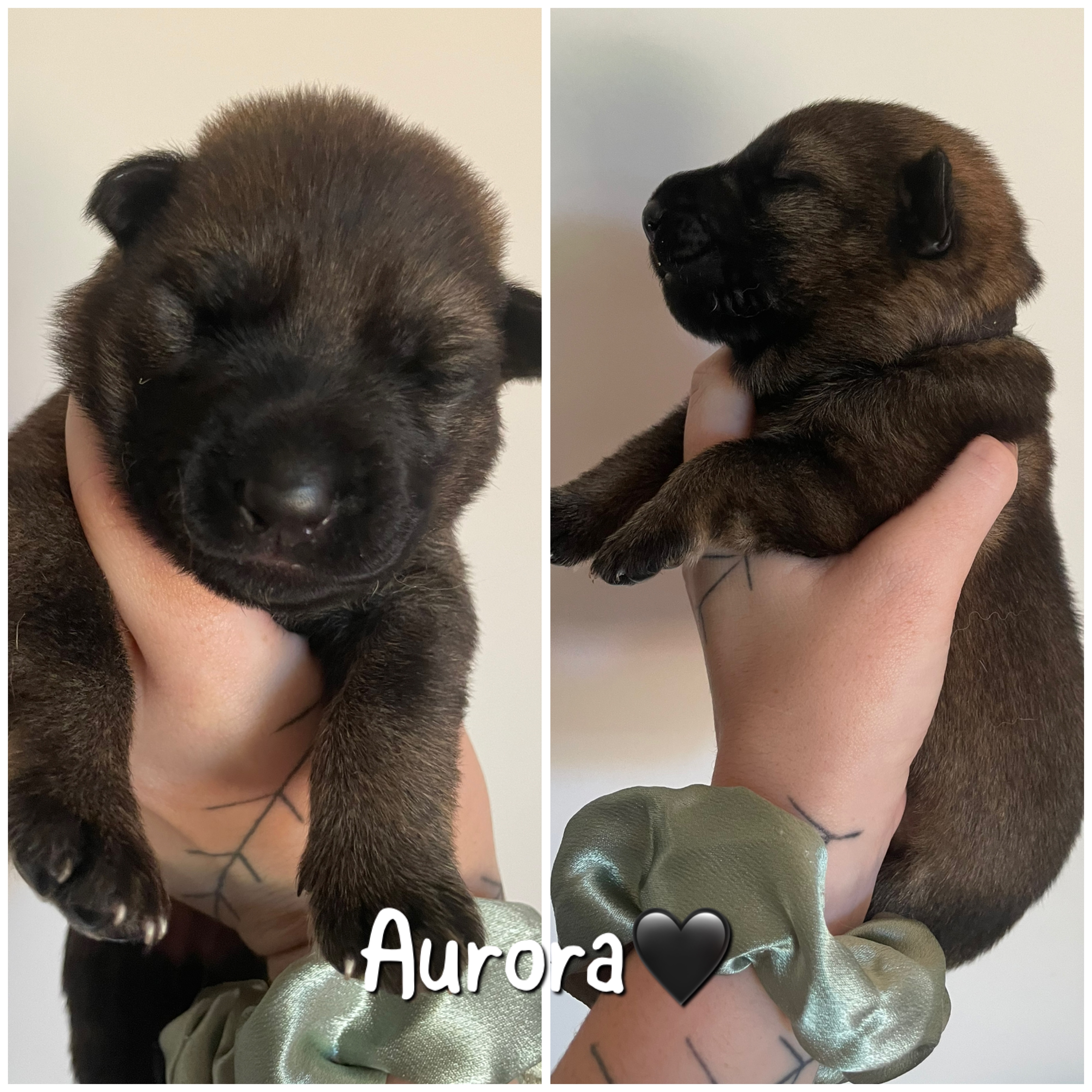 German Shepherd – Cowra