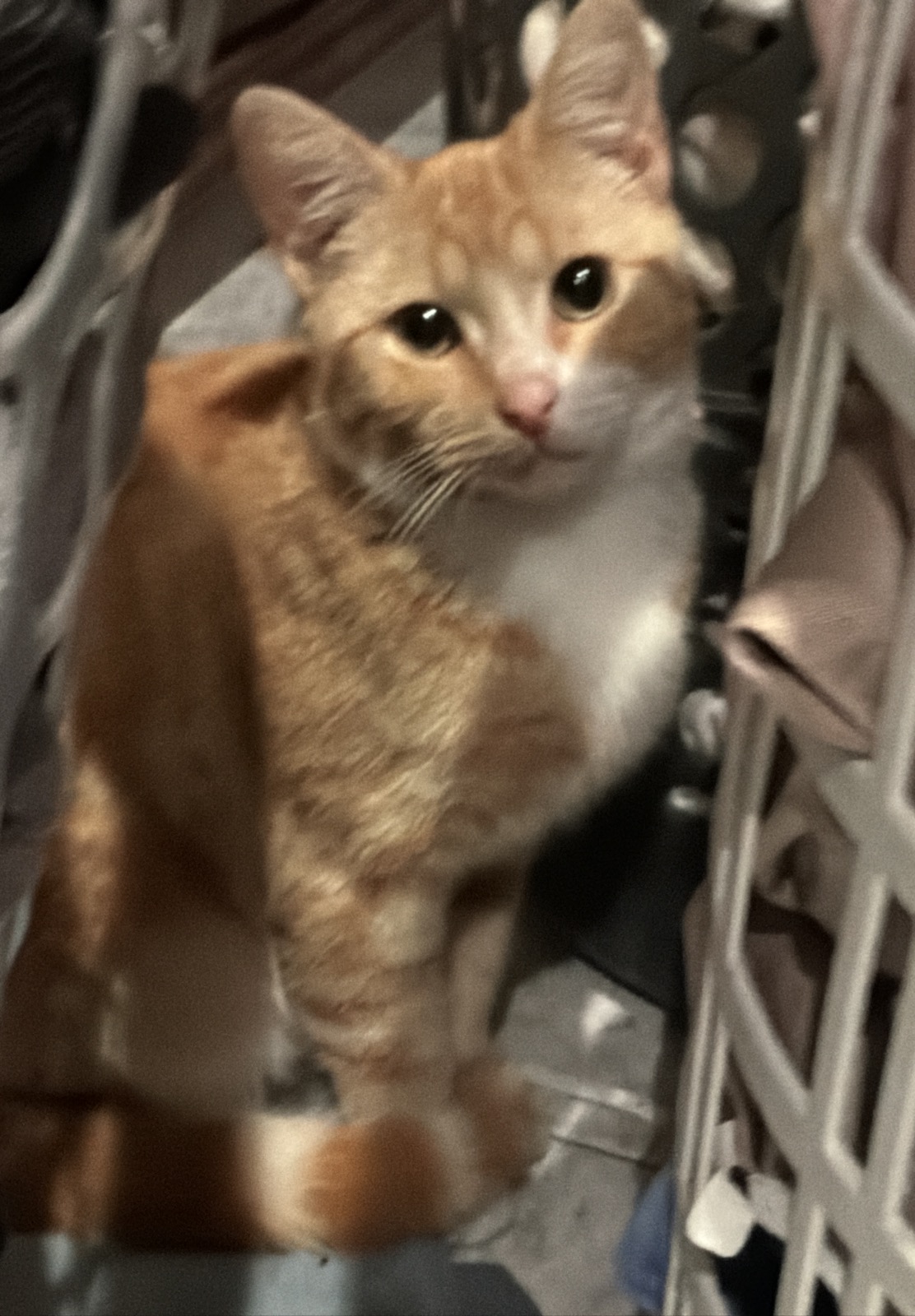 DSH