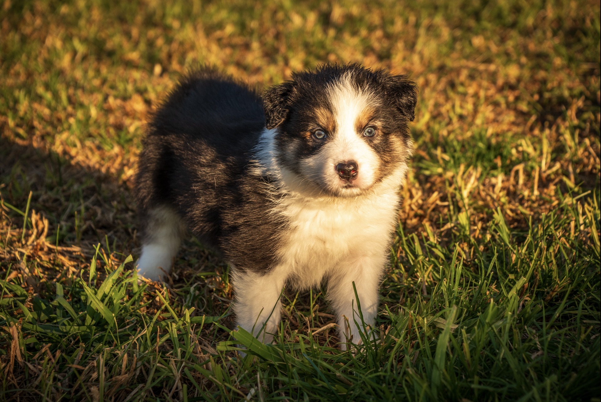 Border Collie – Clyde