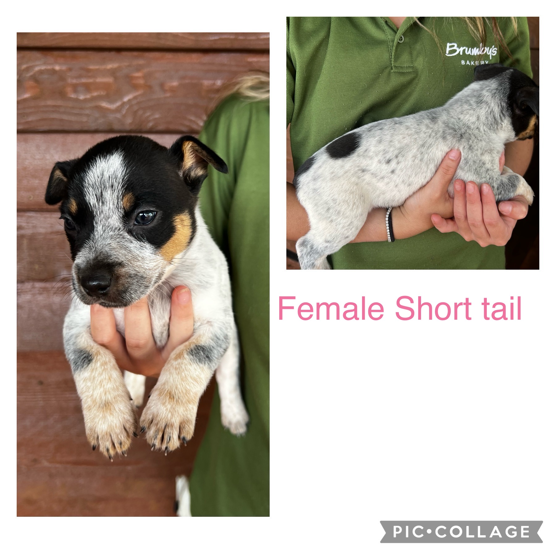 Cattle dog puppies