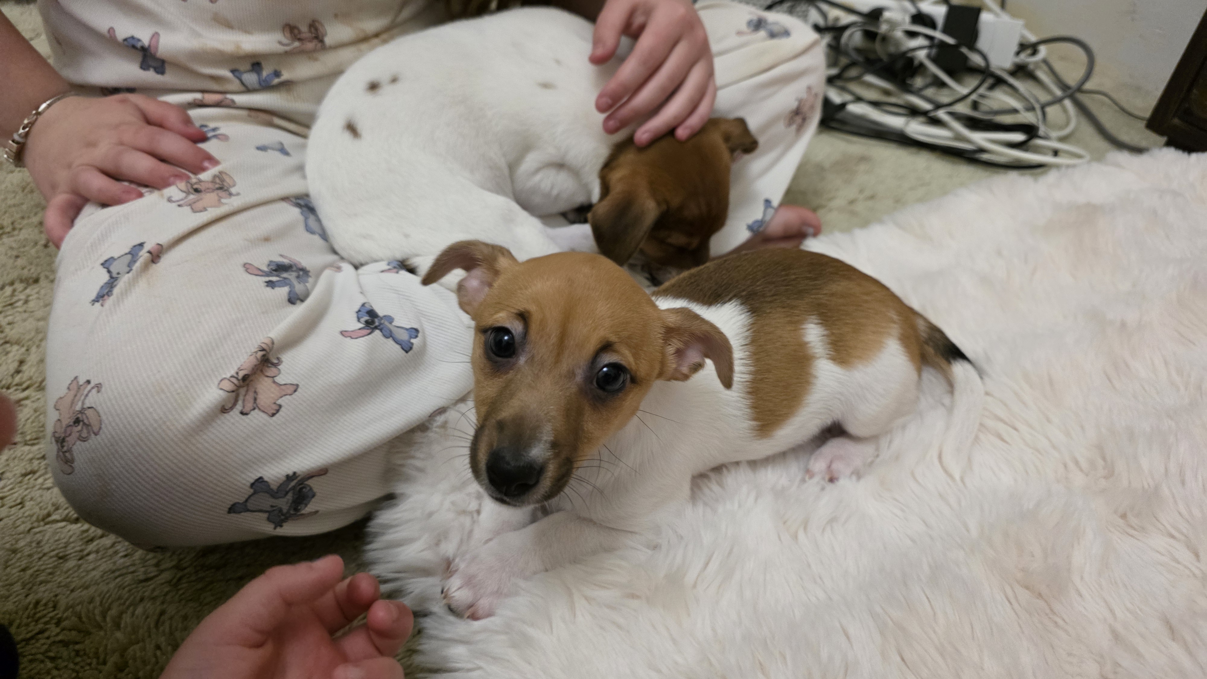 Jack Russell – Gladstone