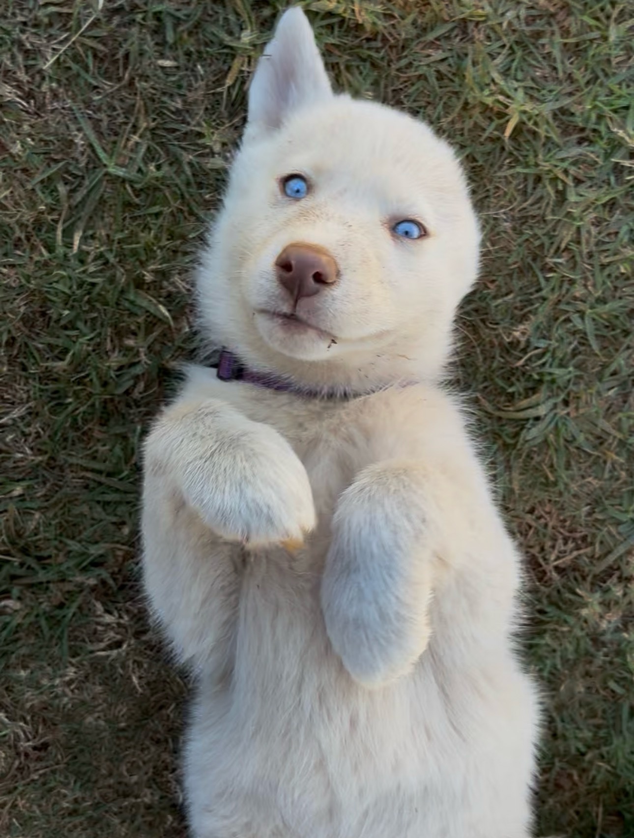 Husky – Siberian Husky Pups