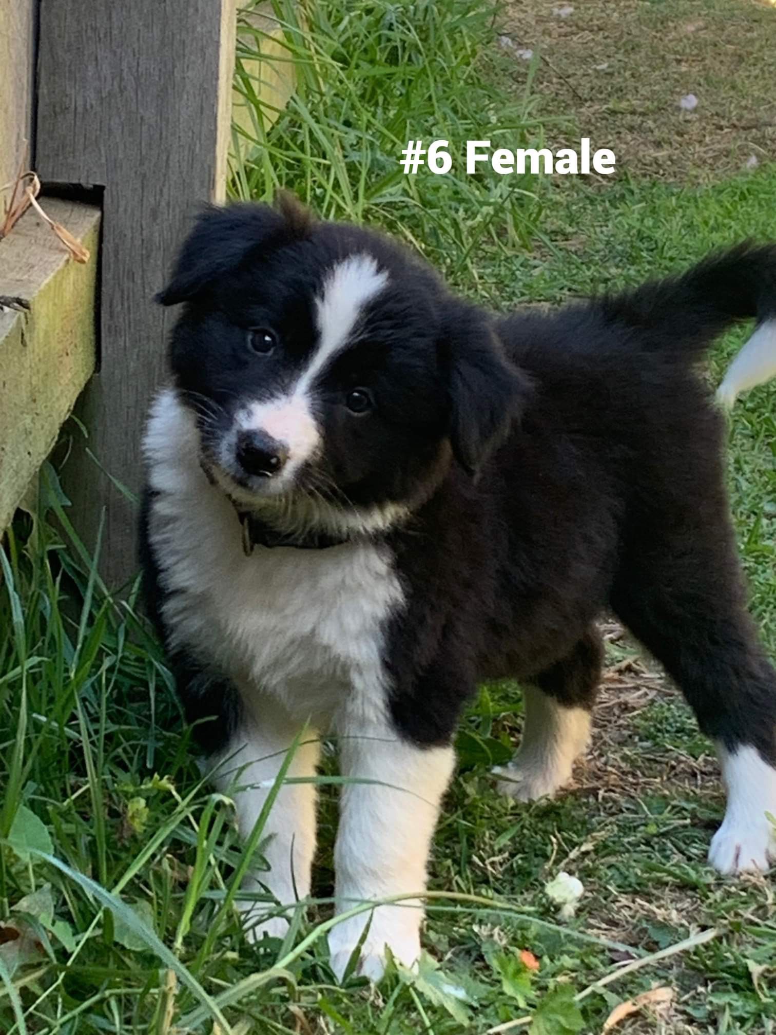 Pure bred border collie puppies