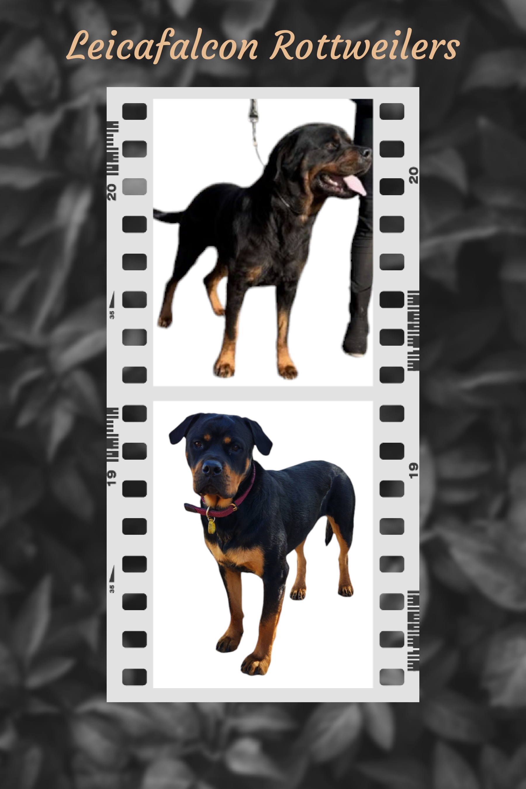 Rottweiler