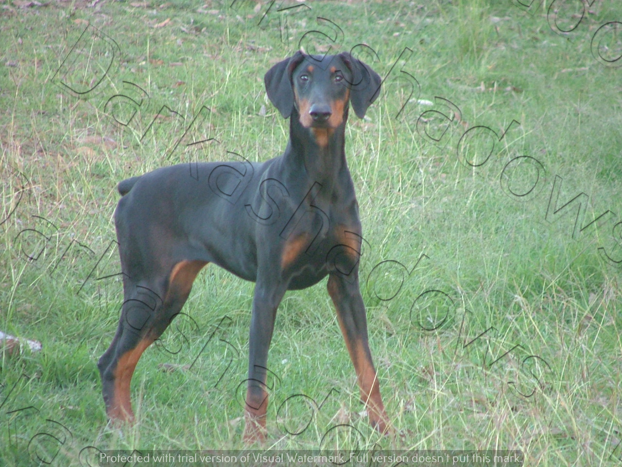 Dobermann