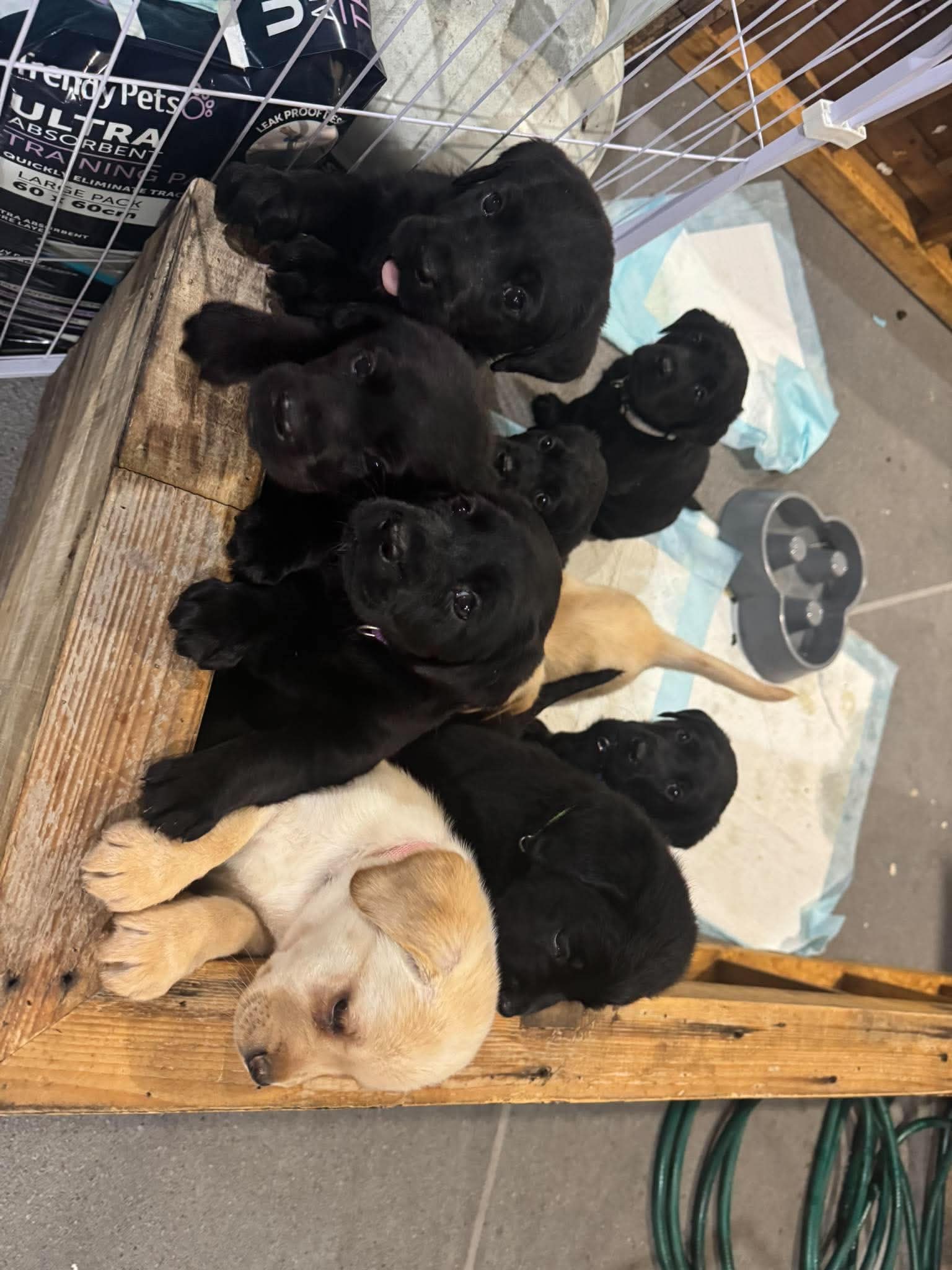 Labrador Retriever – Ormeau