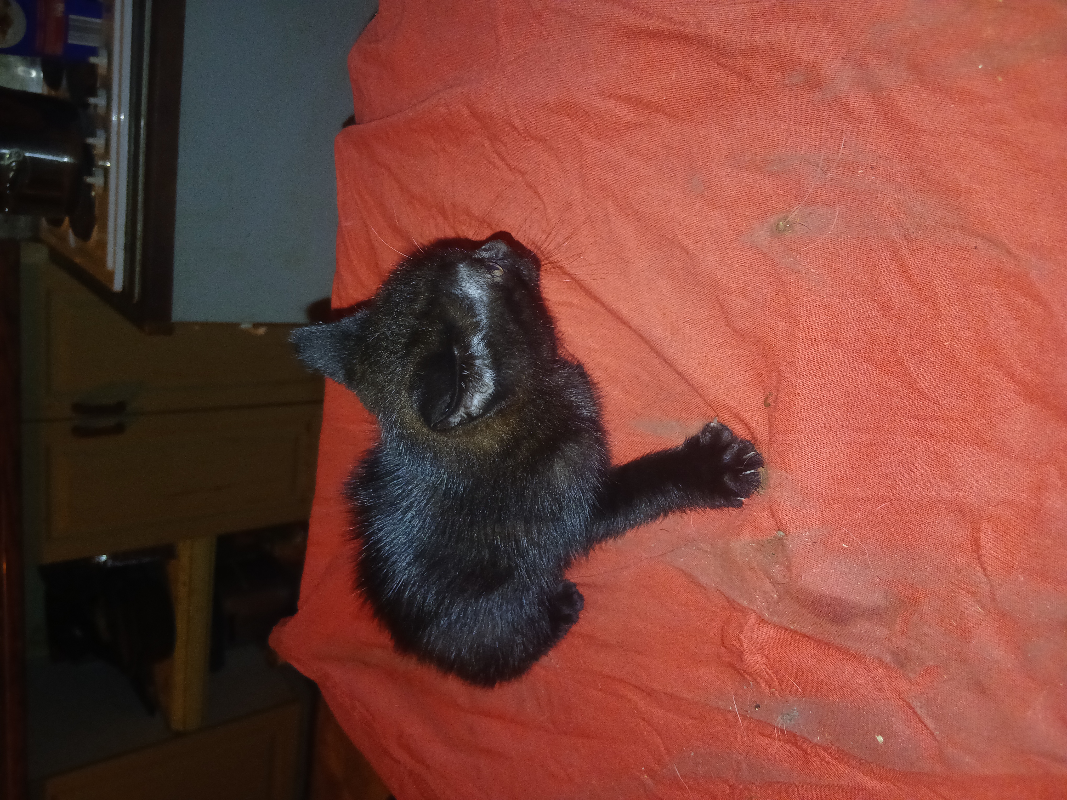 Manx – Mount Tarampa