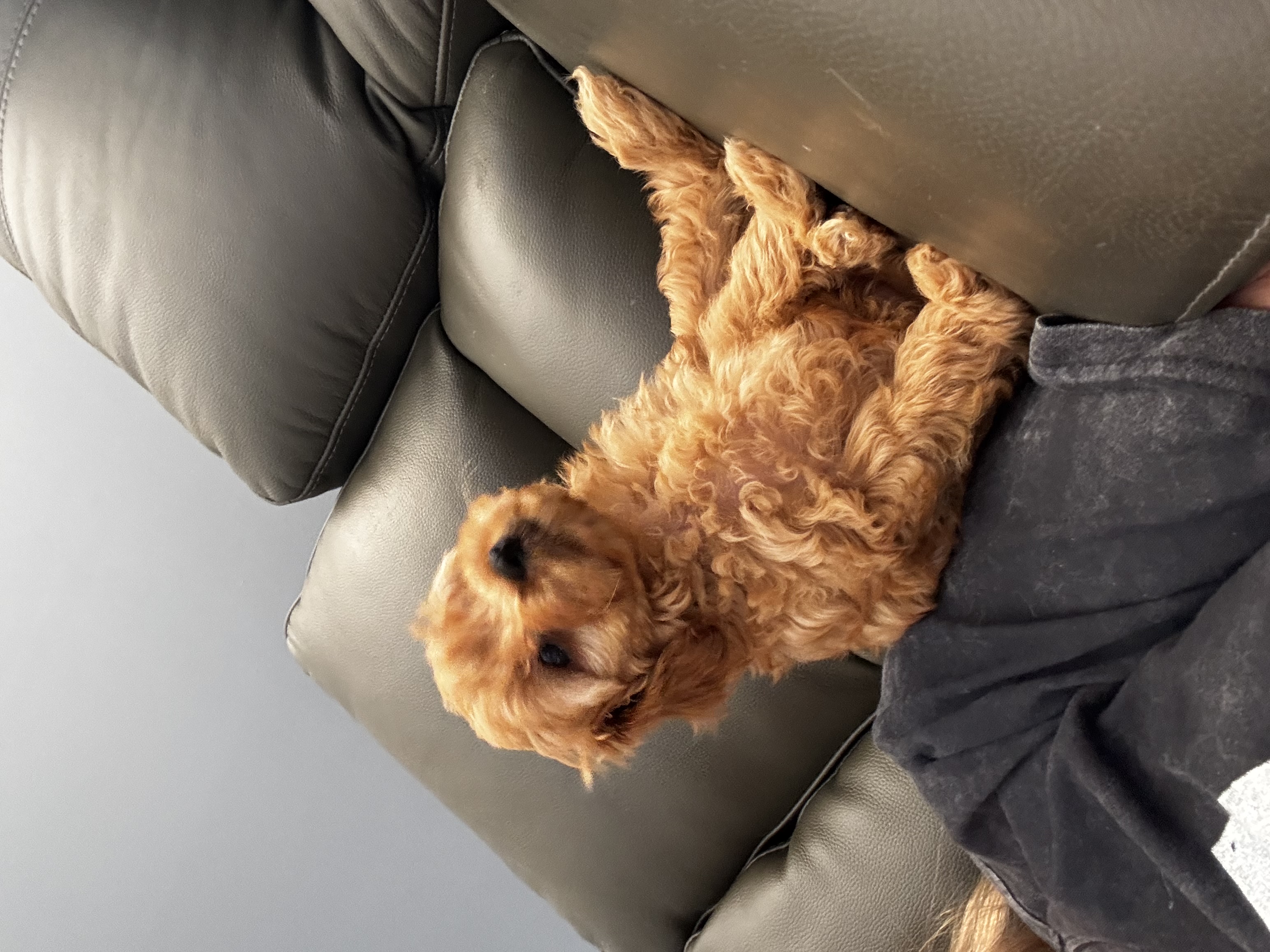 Cavoodle – Quakers Hill