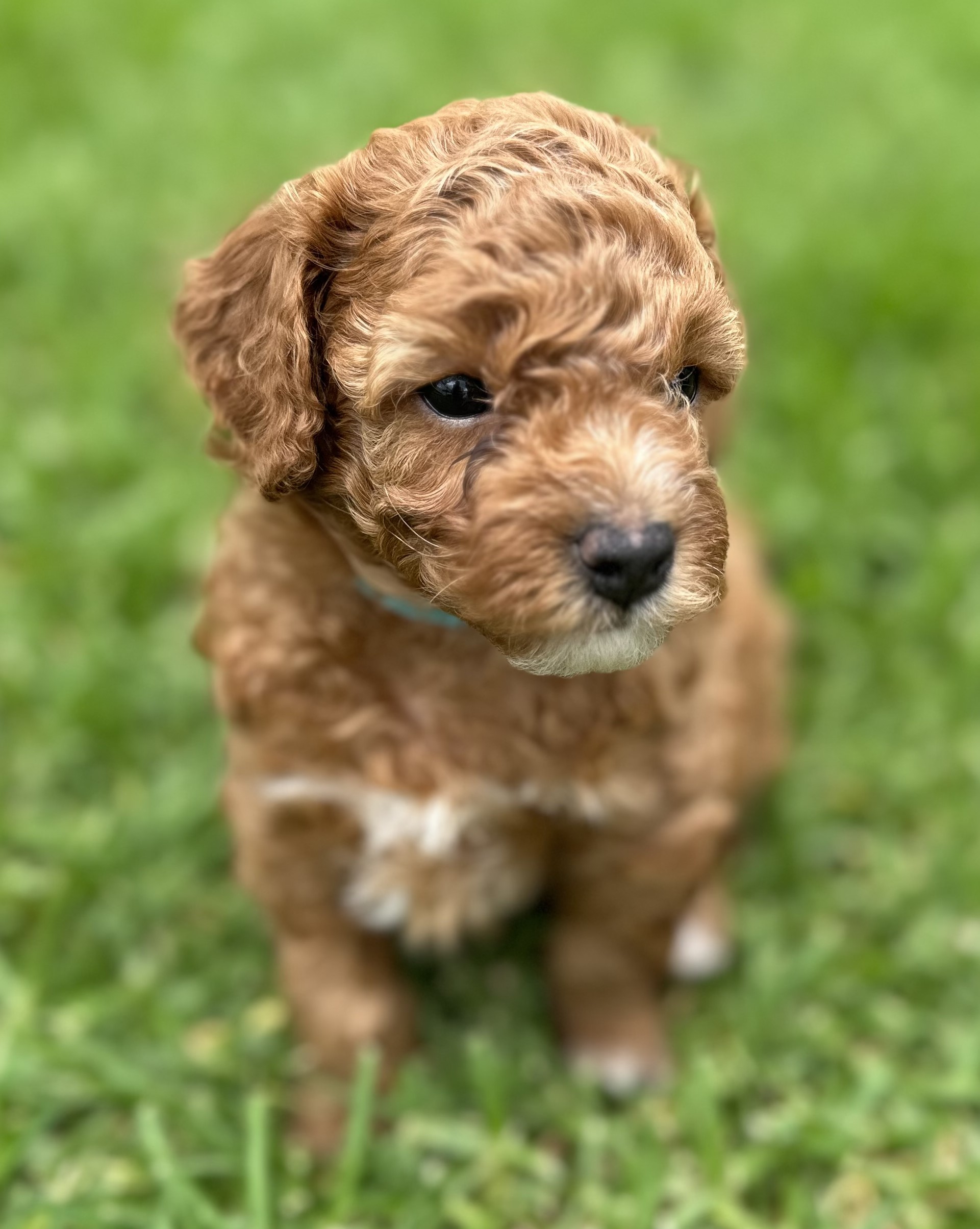Cavoodle puppies for sale - Blacktown