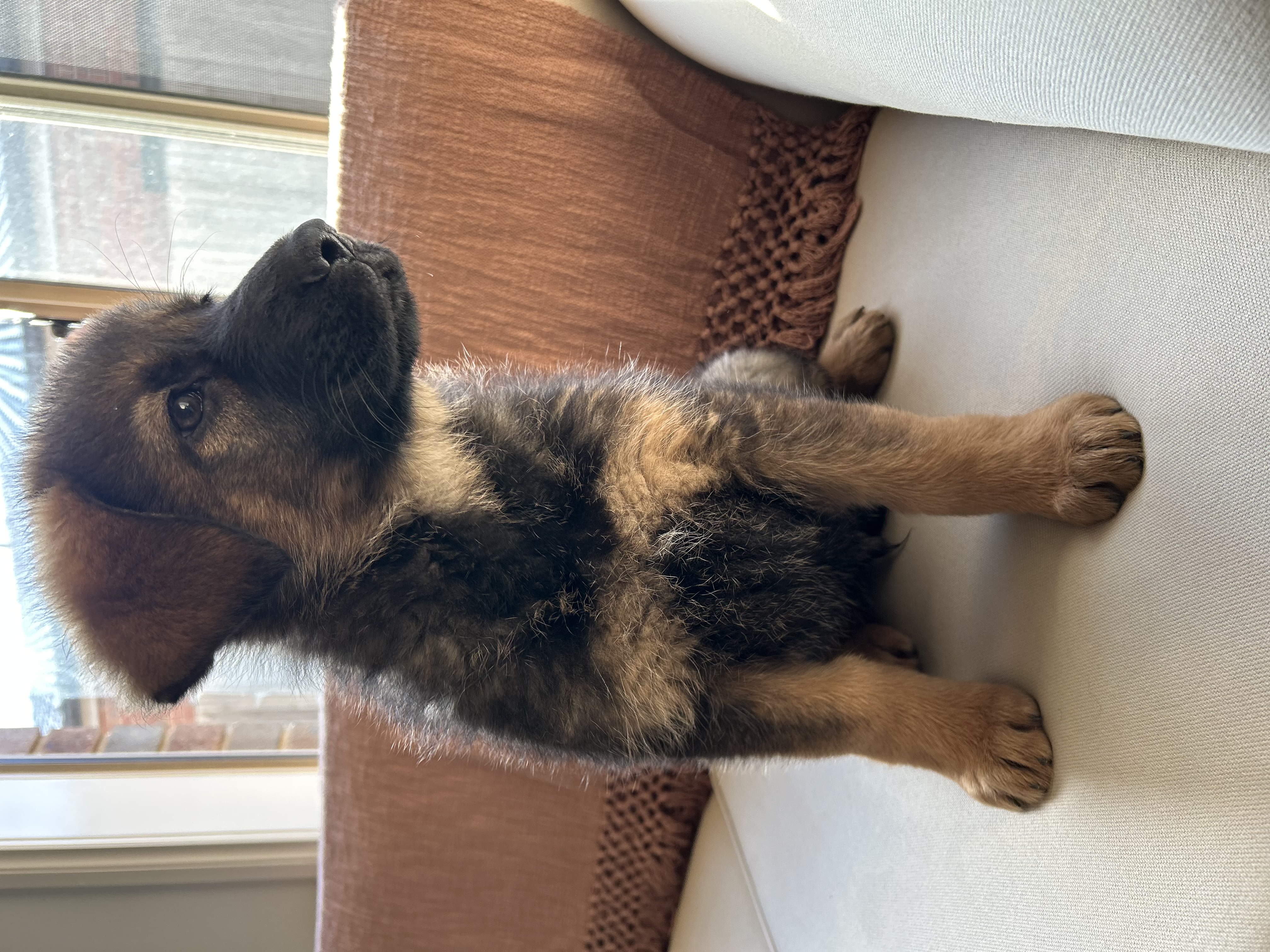 German Shepherd – Taylors Lakes