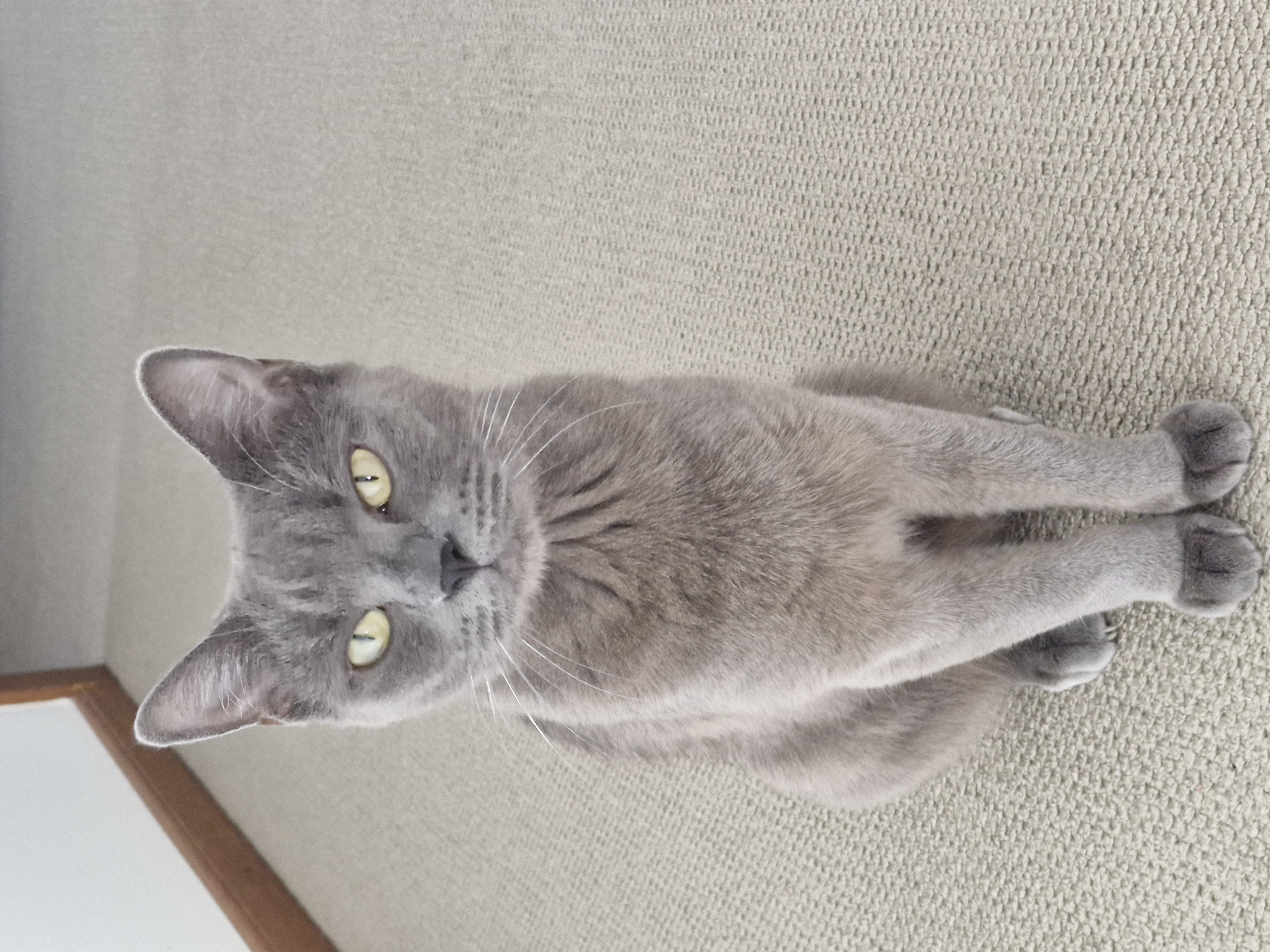 Chartreux – Frenchs Forest
