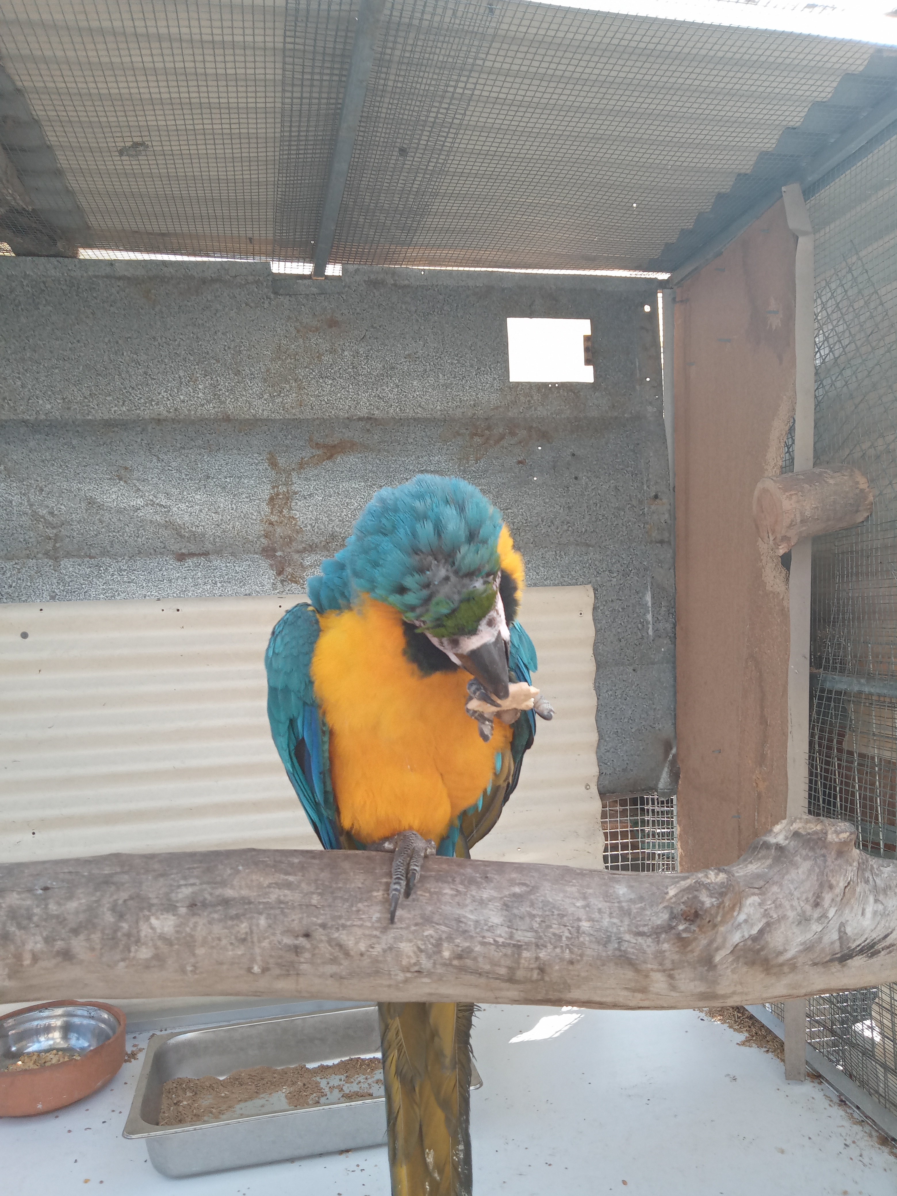 Macaws - Oakford