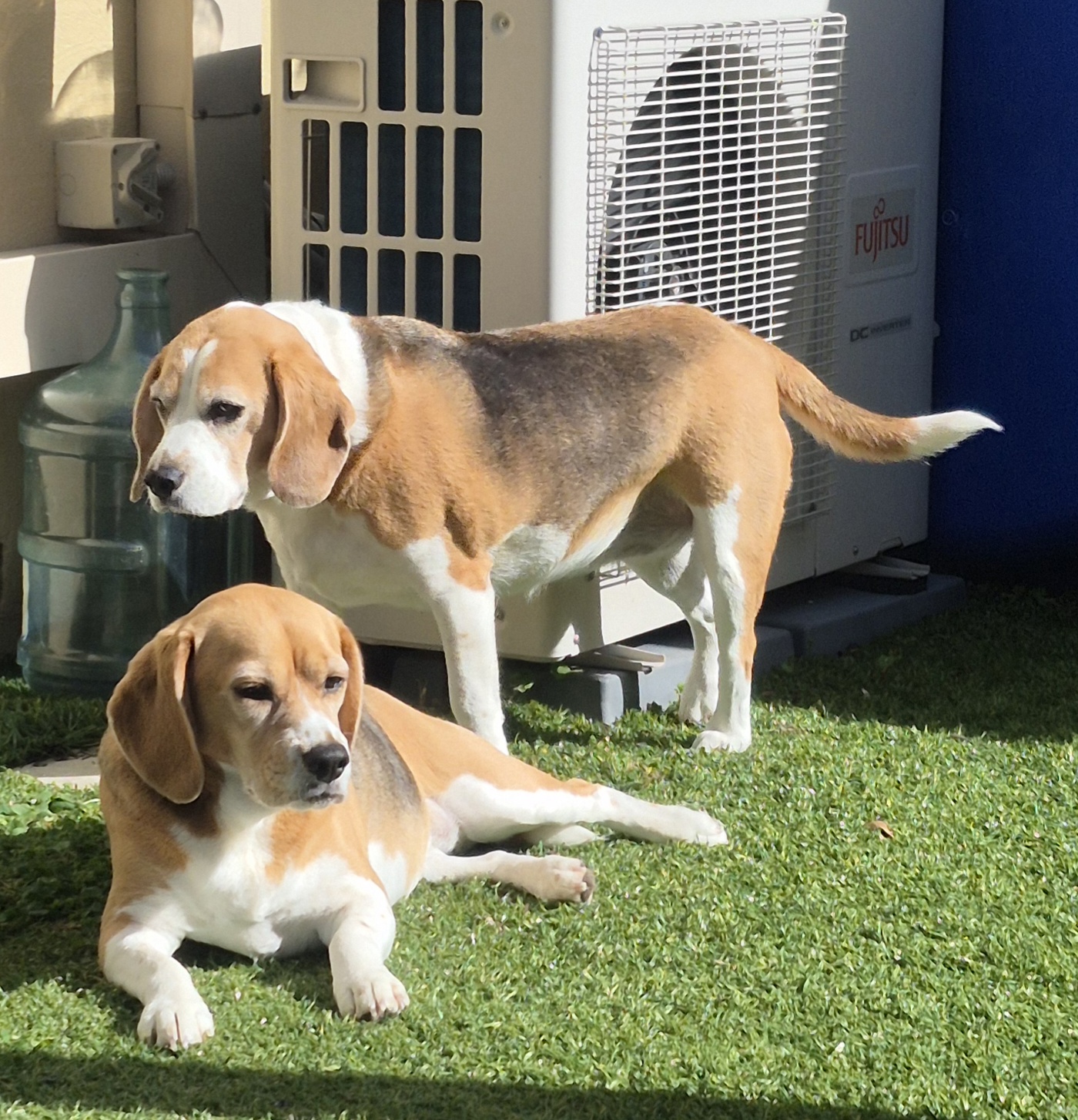 Beagle – North Gosford