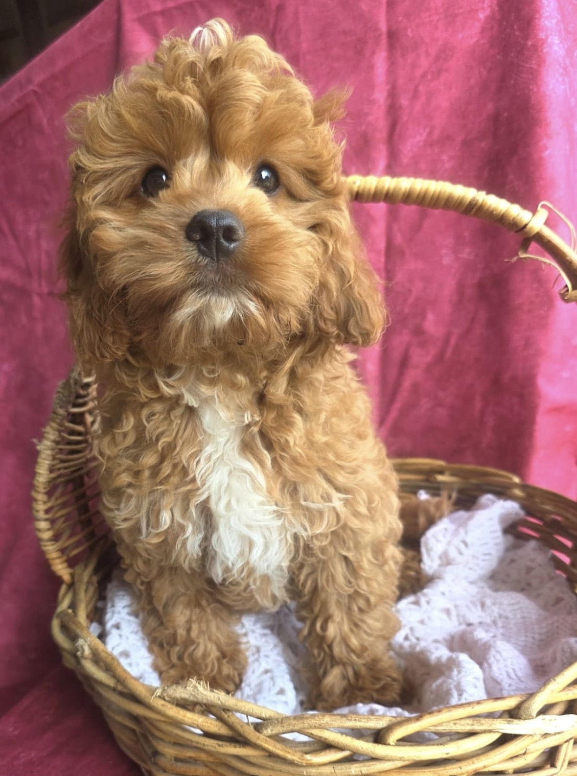Cavoodle – Wanneroo