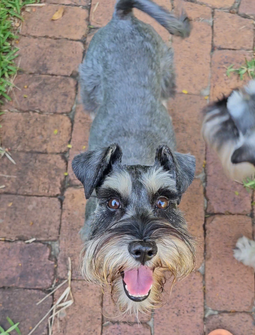 Schnauzer (Miniature) – Kerri Giesemann