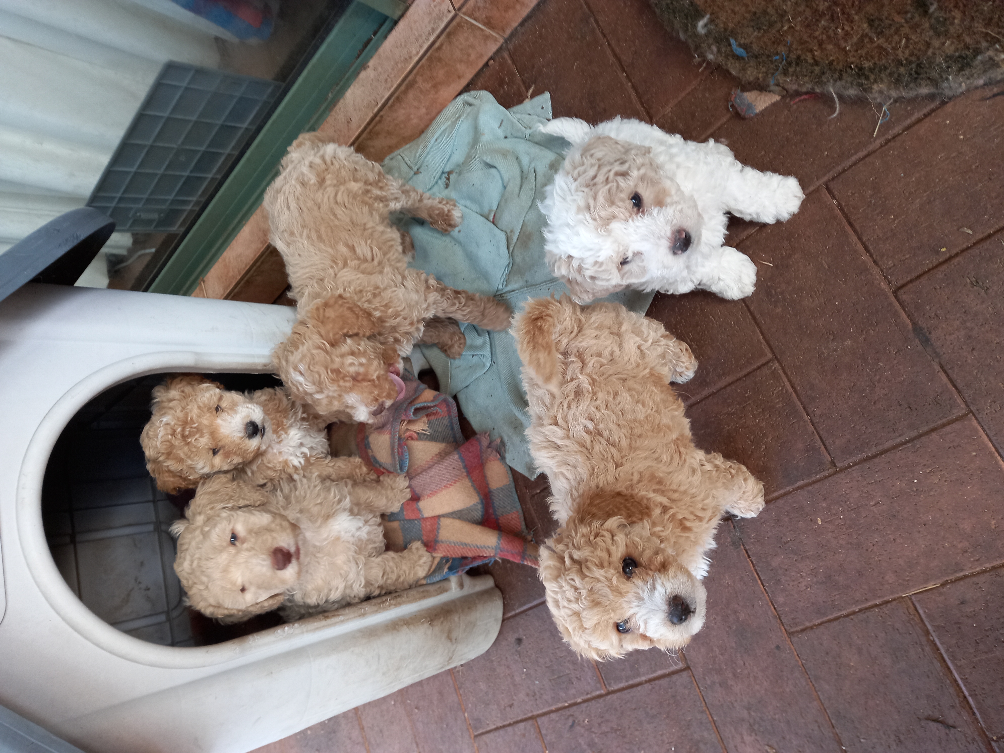 Poodle Mini – Modbury North