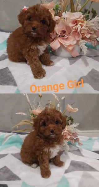 Cavoodle – Melton South