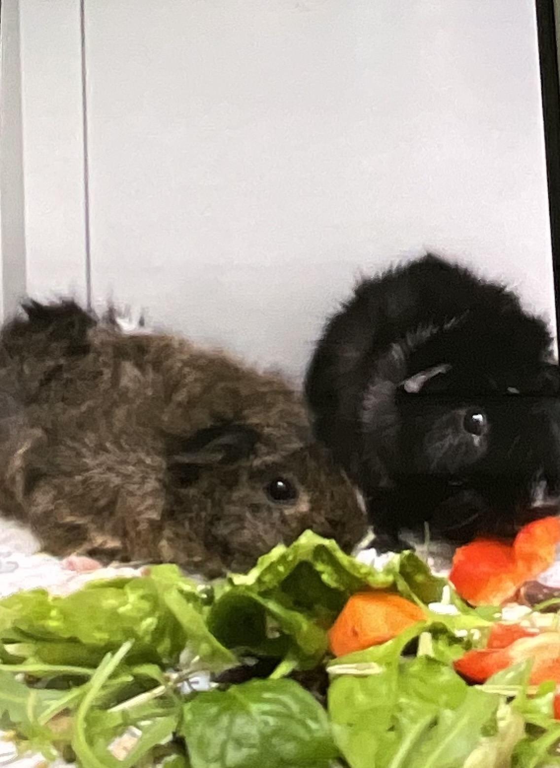 Guinea Pig – Ringwood East