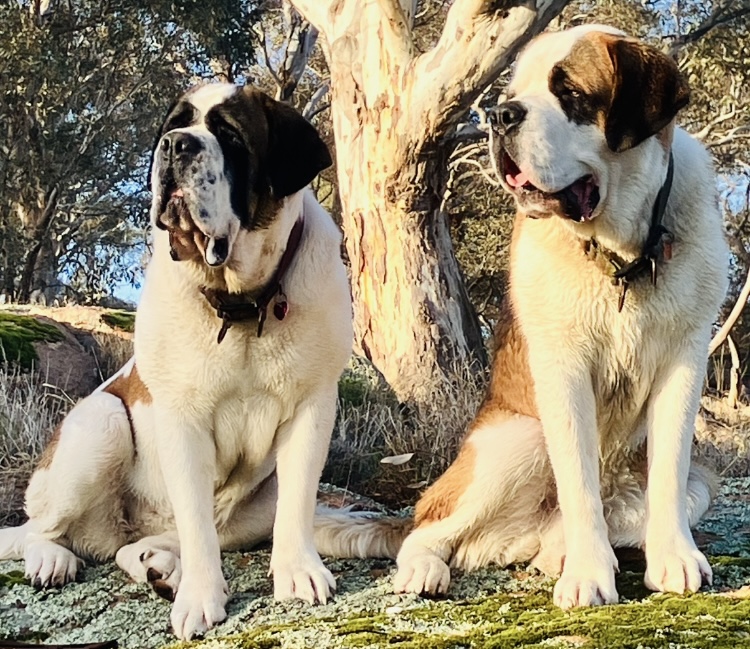 Saint Bernard