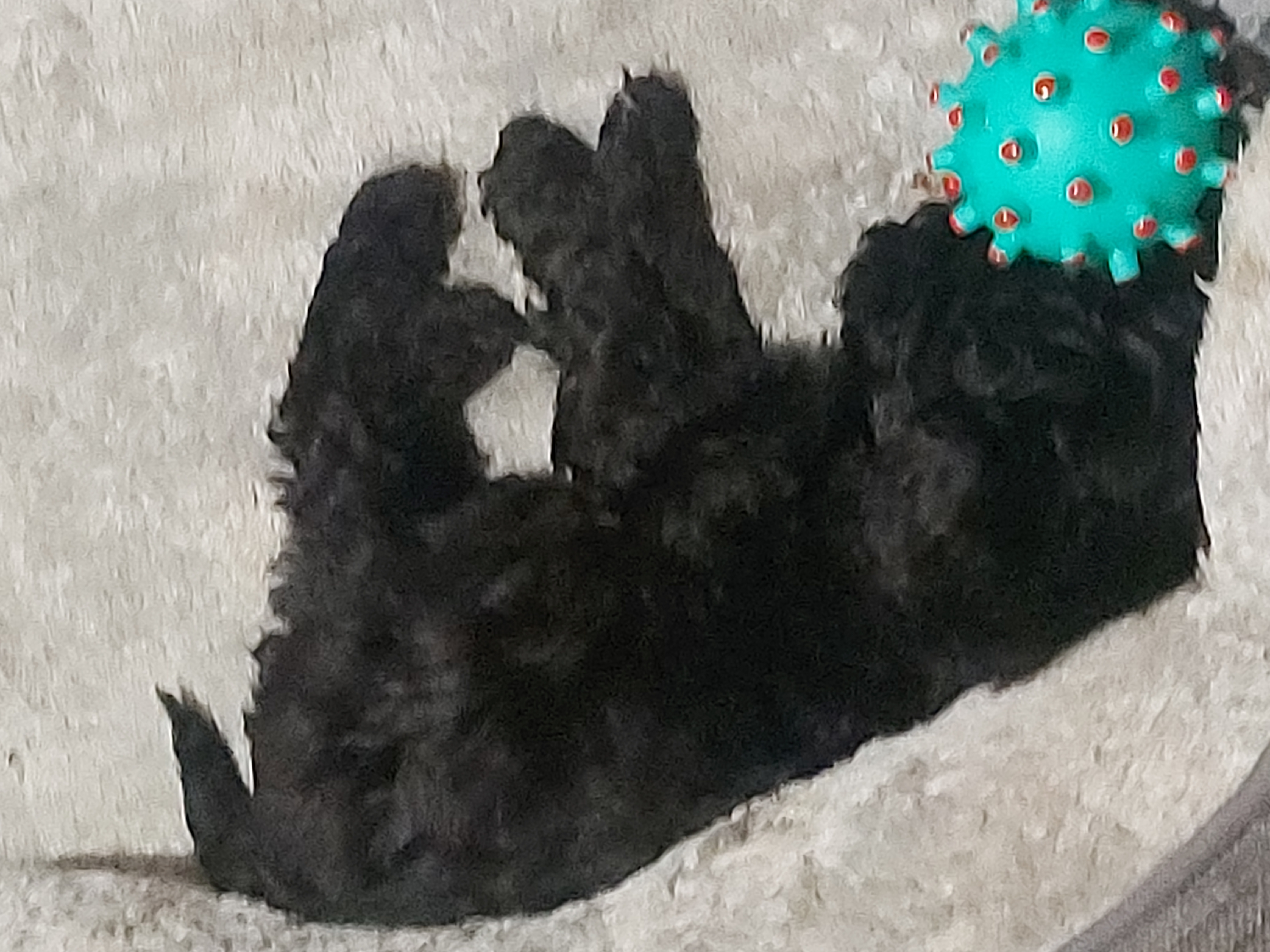 Dogs – Bega