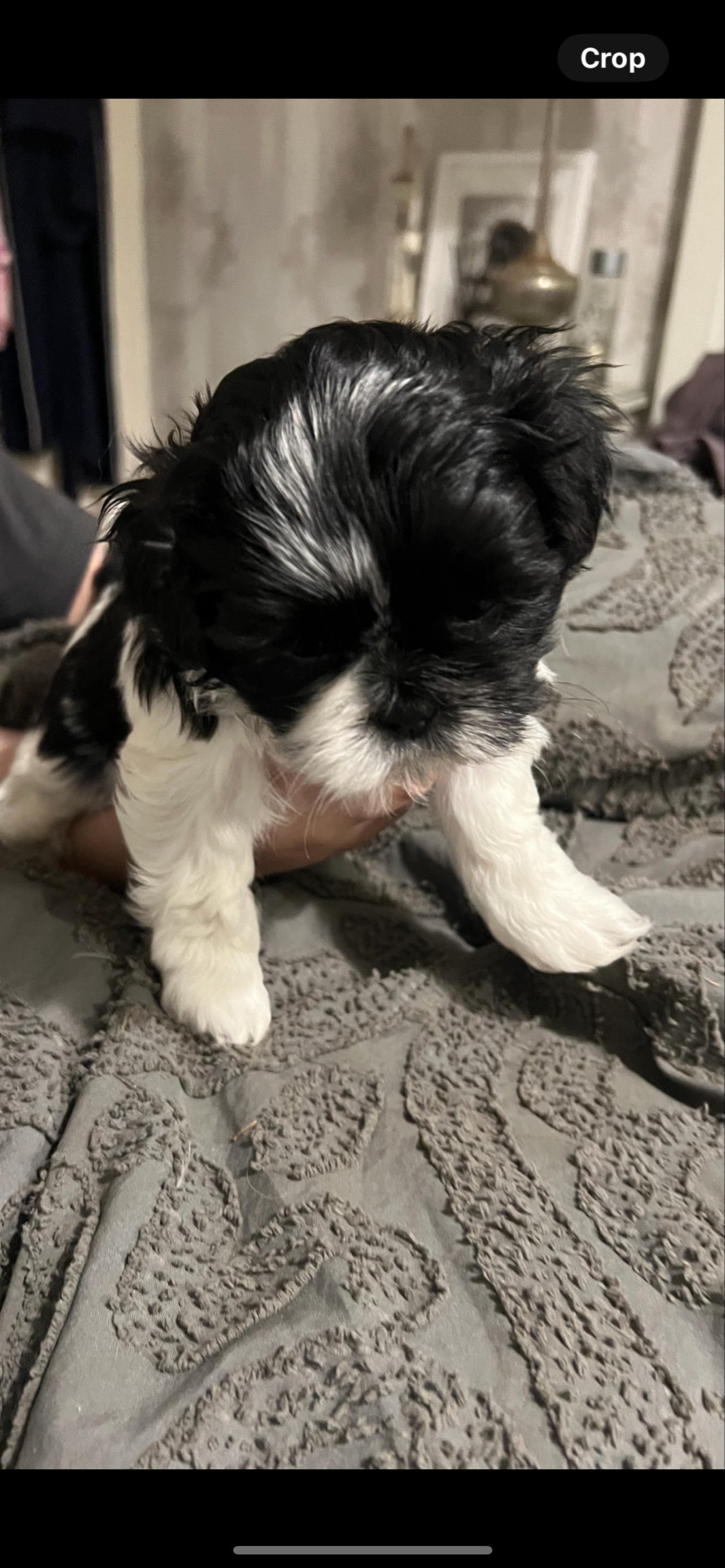 Maltese Shih Tzu – Petrie