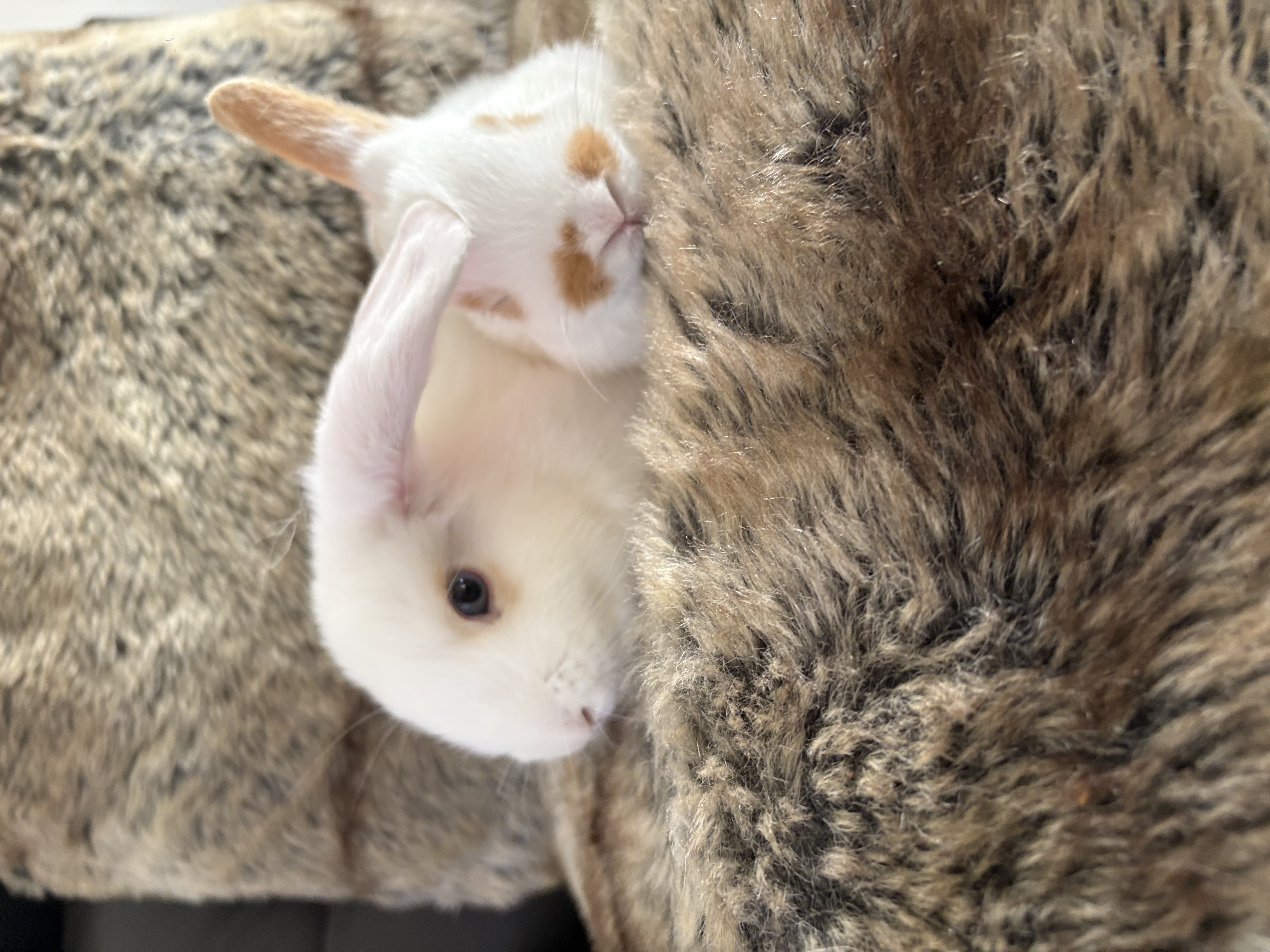 Rabbit – Bonnyrigg