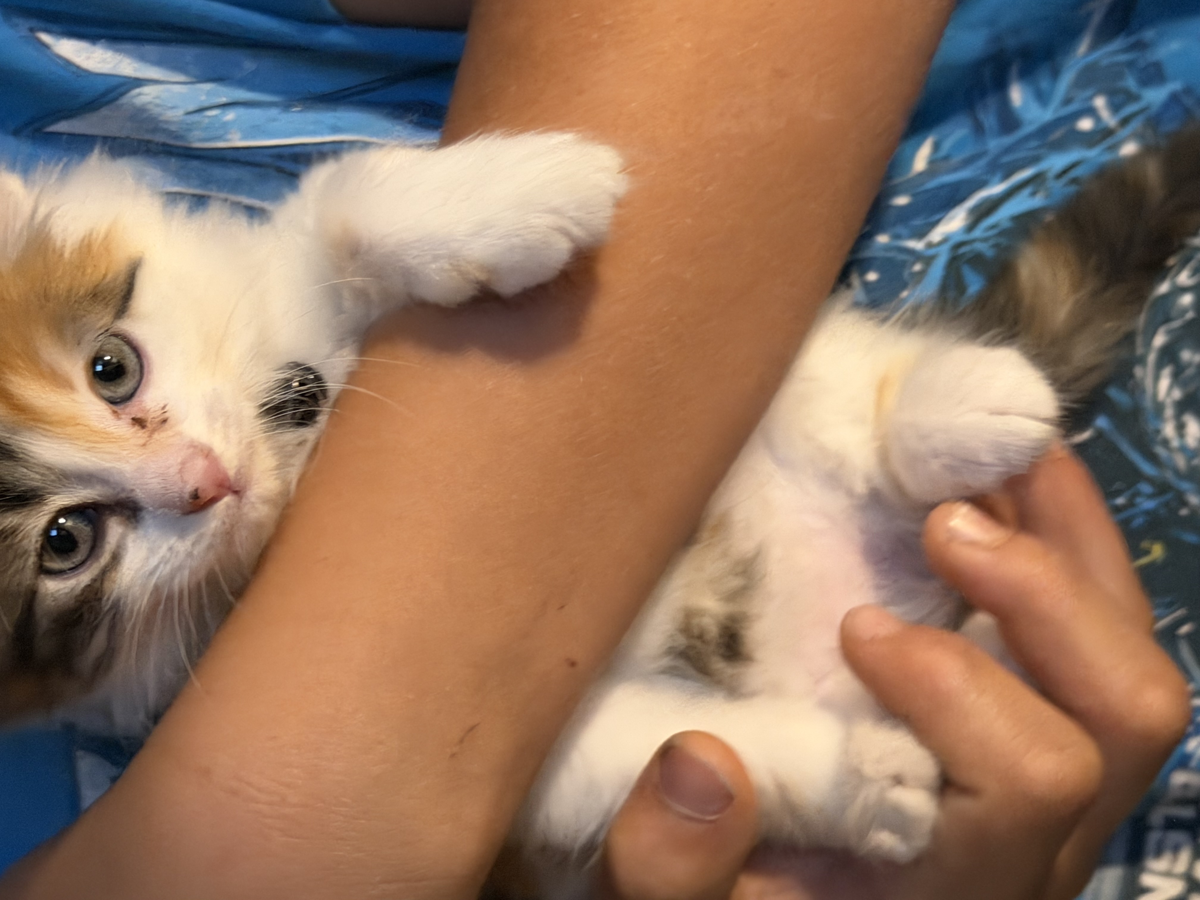 Ginger Cat – Blacktown