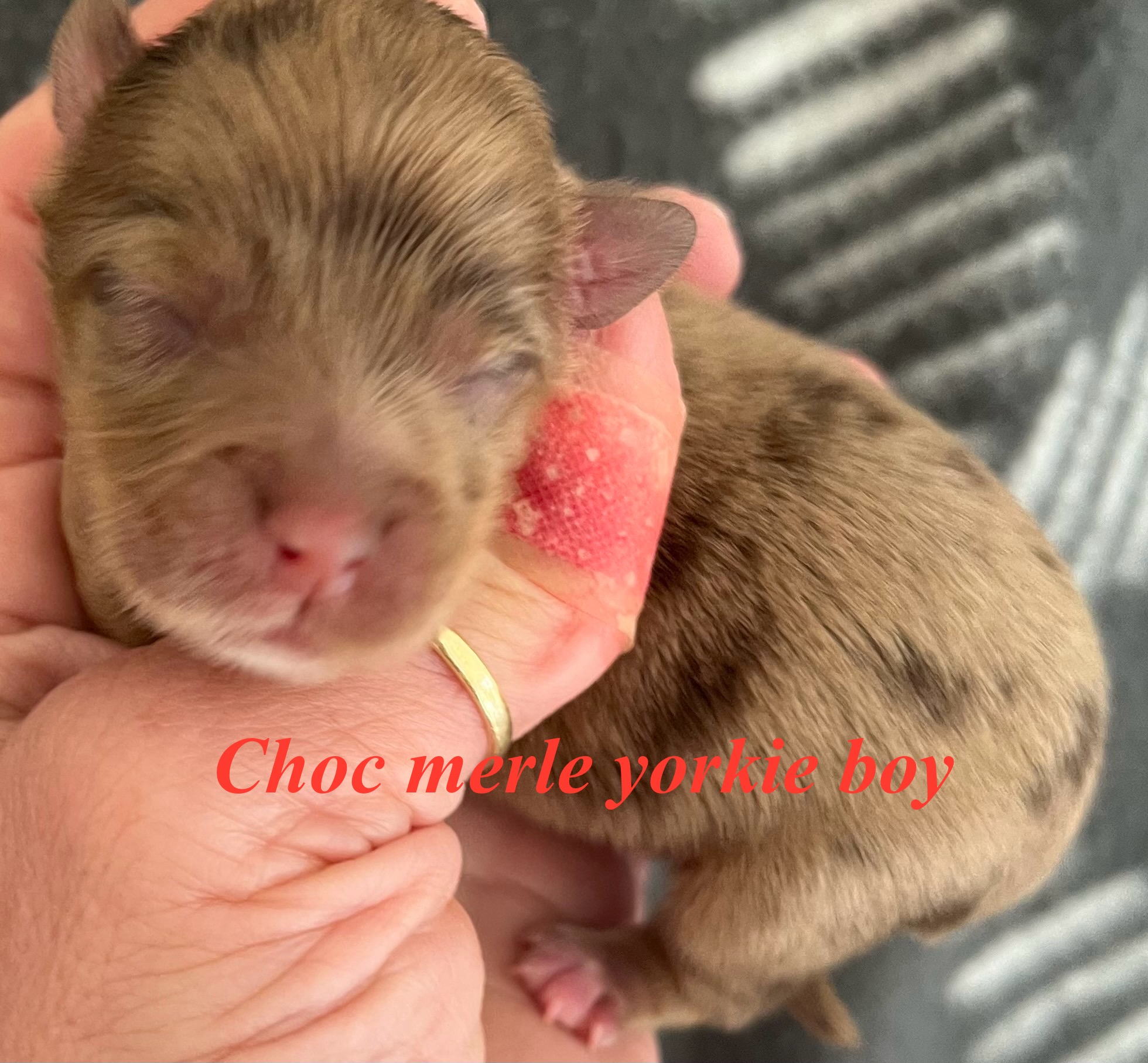 Yorkshire Terrier – Rooty Hill