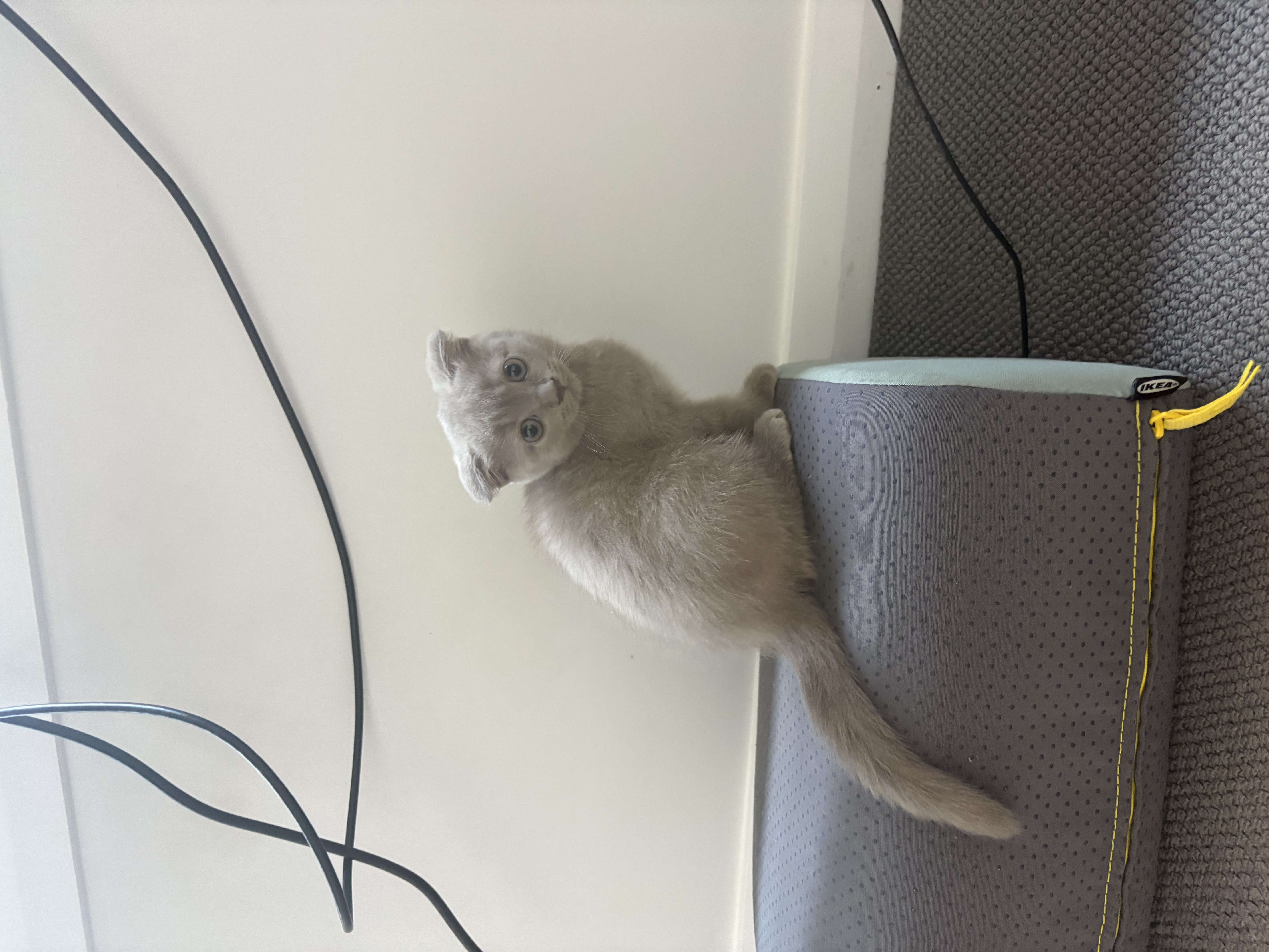 Scottish Fold – Austral