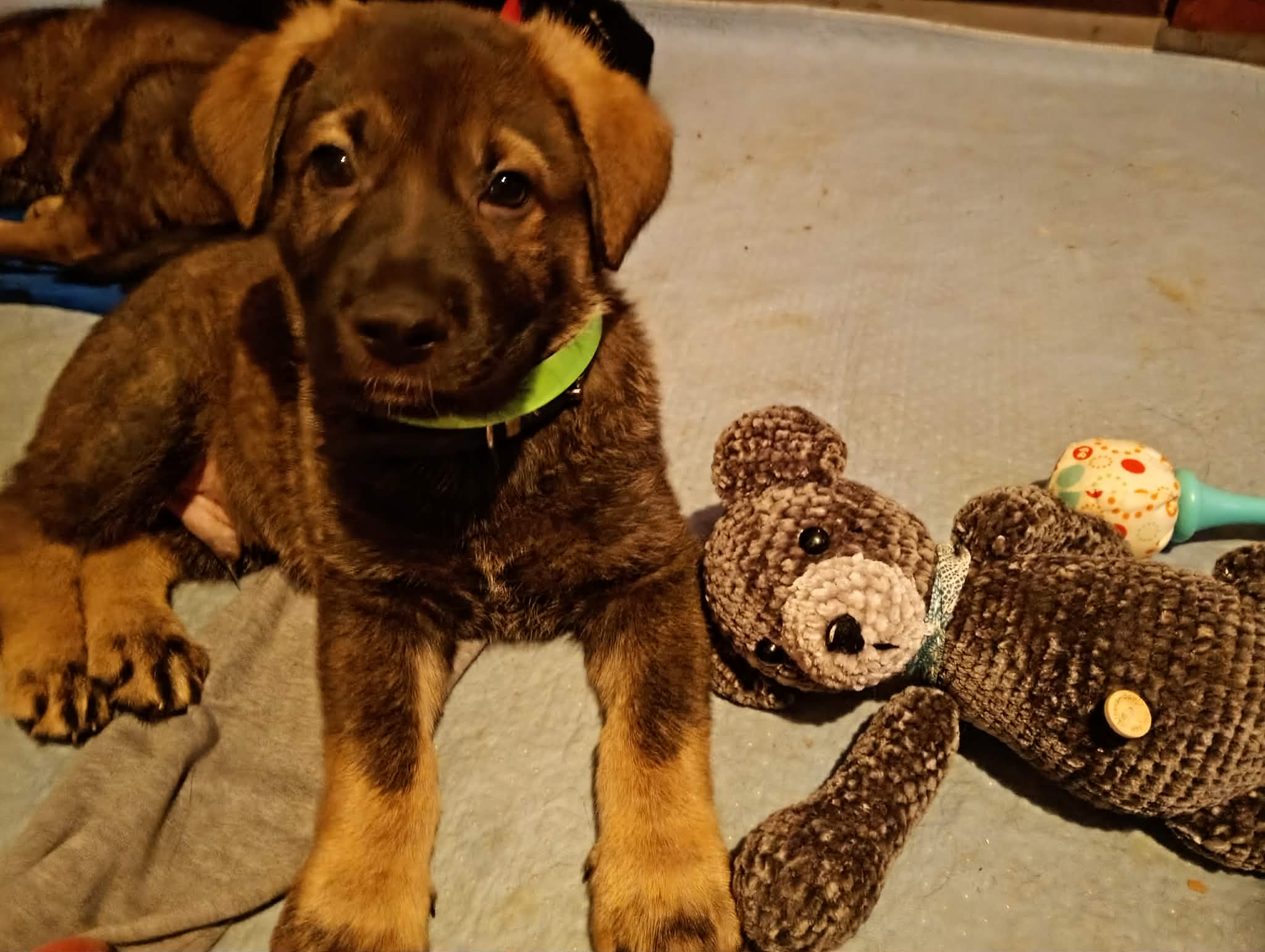 German Shepherd – Mornington