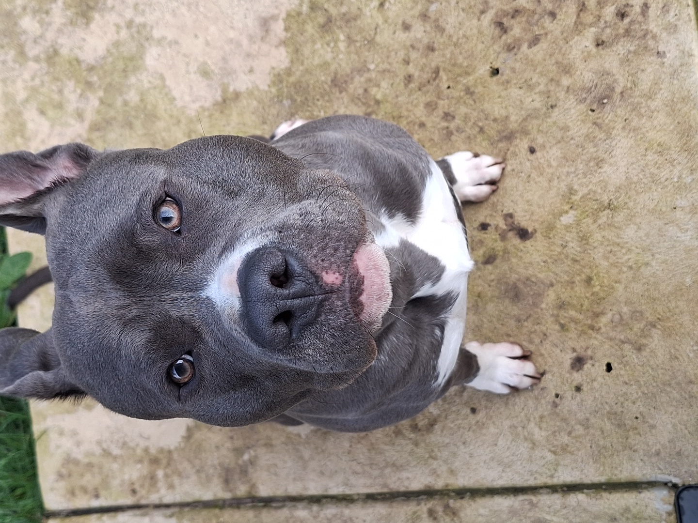 American Staffordshire Bull Terrier – Georgia