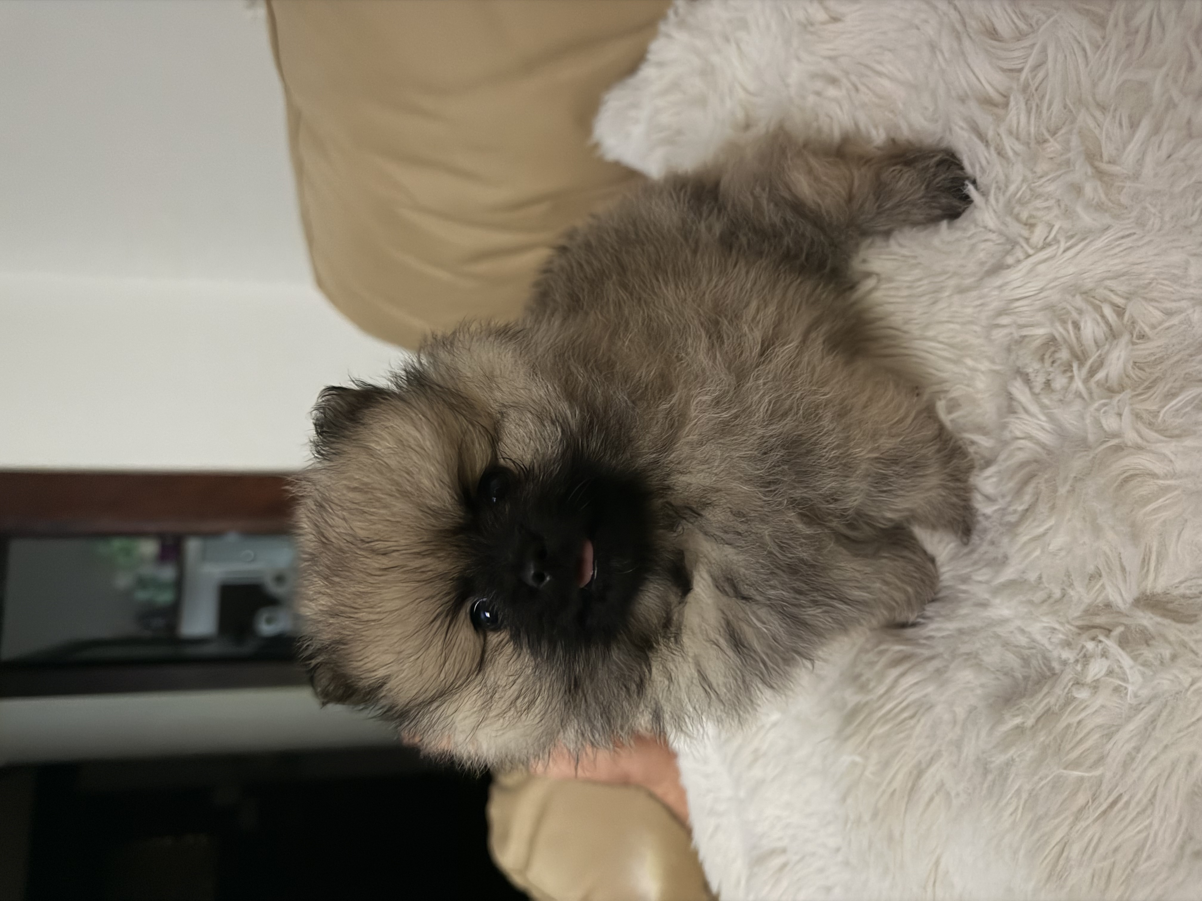 Pomeranian – Neutral Bay