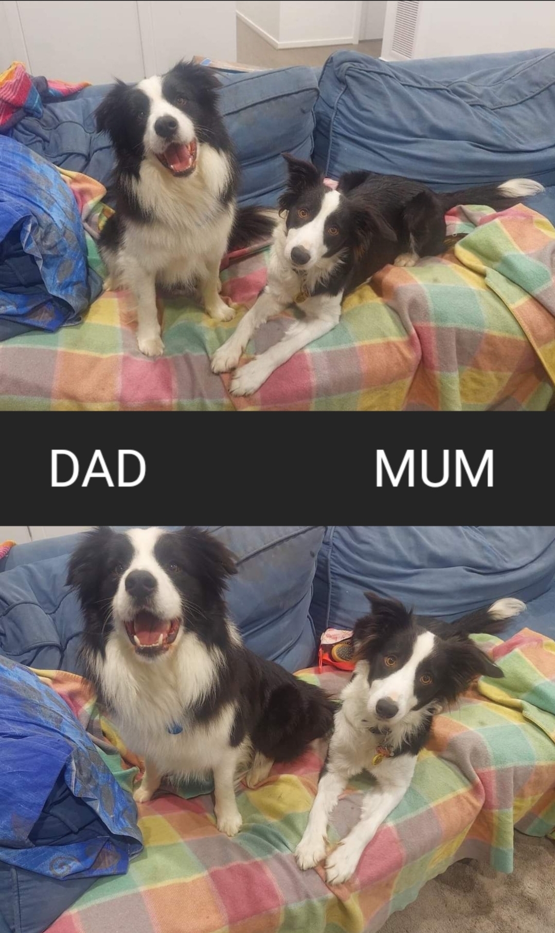 BORDER COLLIE PUPS - Avalible now - pure bred x 2 male, long/medium hair